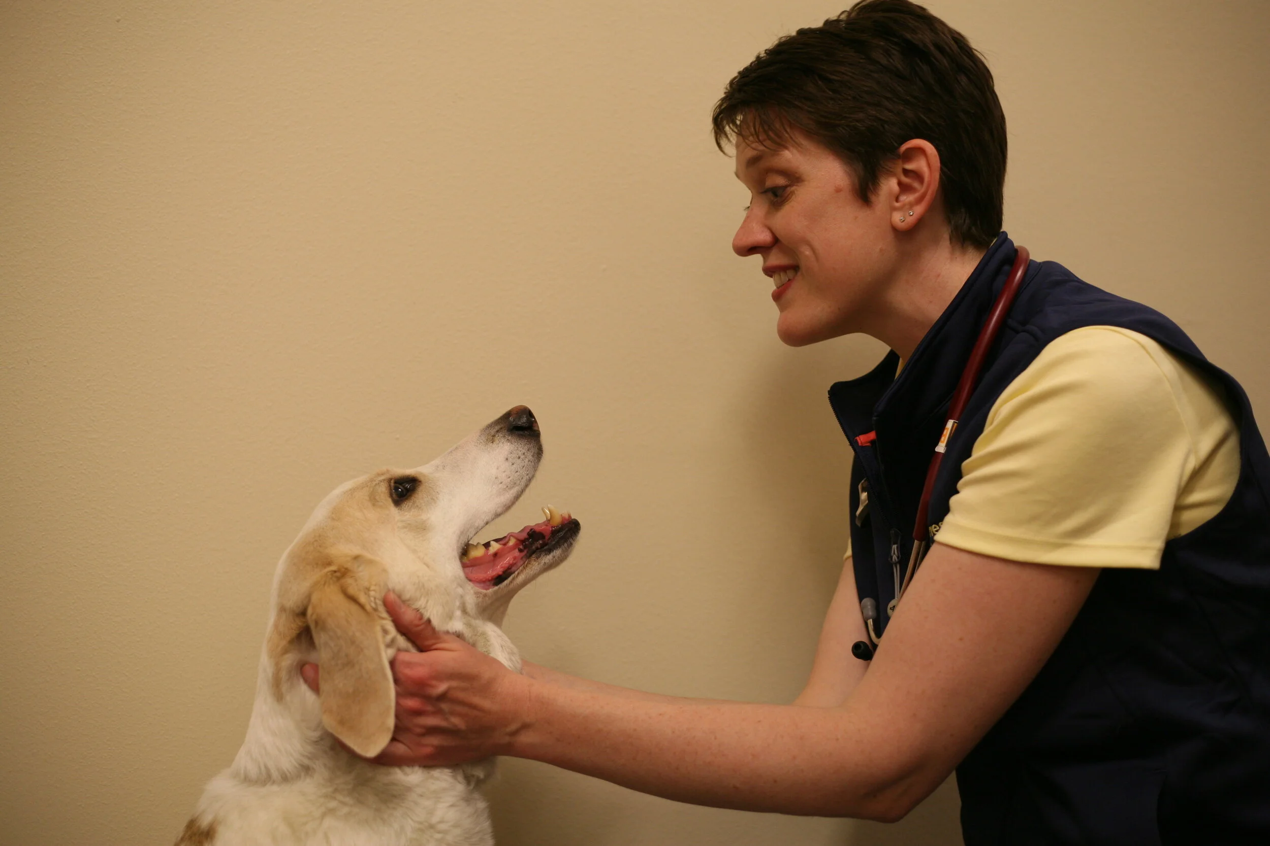 How to Diagnose Idiopathic Epilepsy in the Exam Room