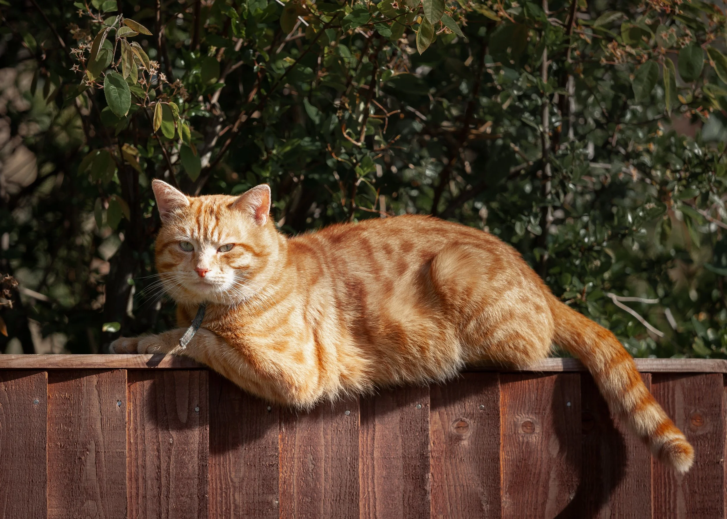 Intervertebral Disc Herniation in Cats