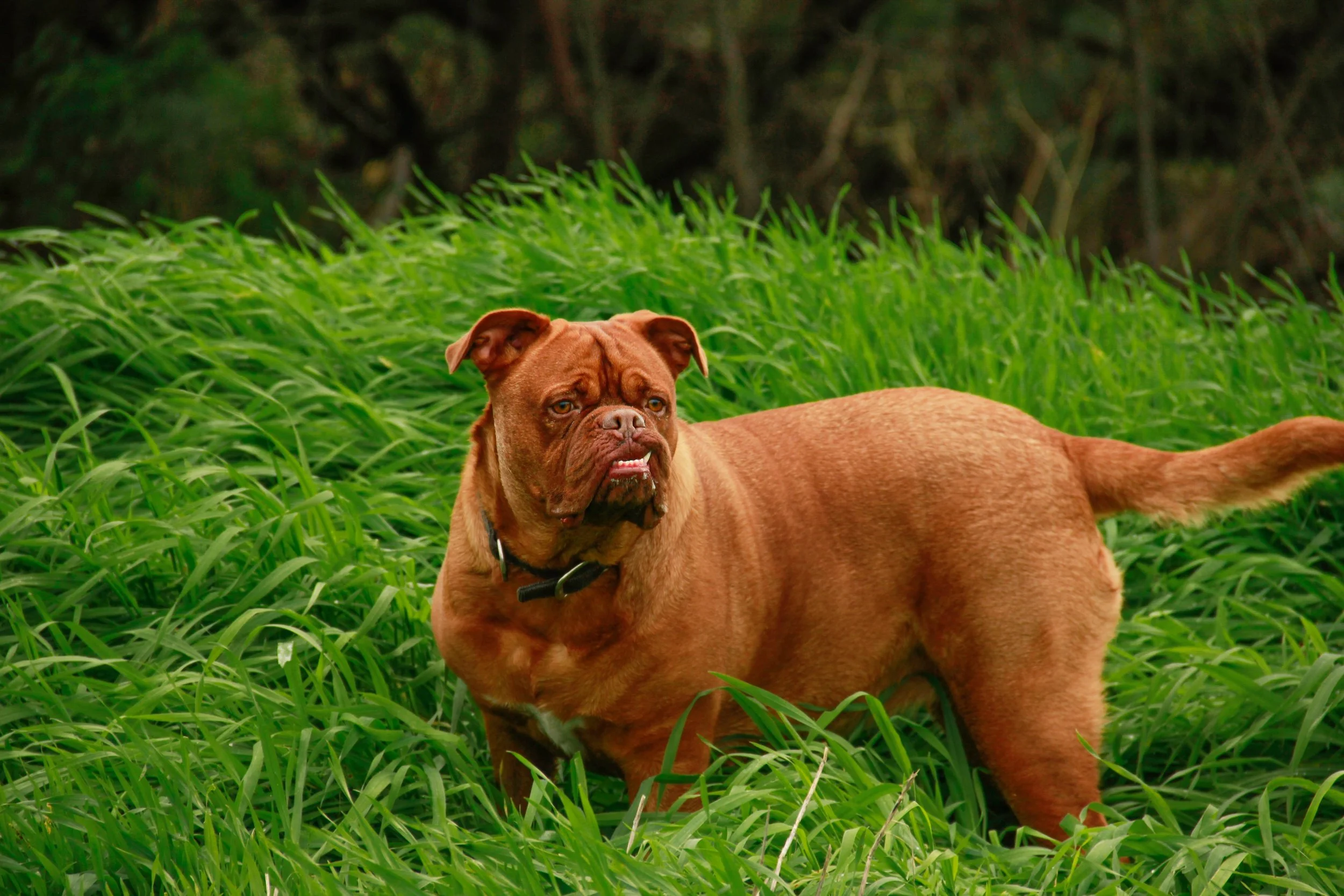 Masticatory Muscle Myositis: That's a mouthful!