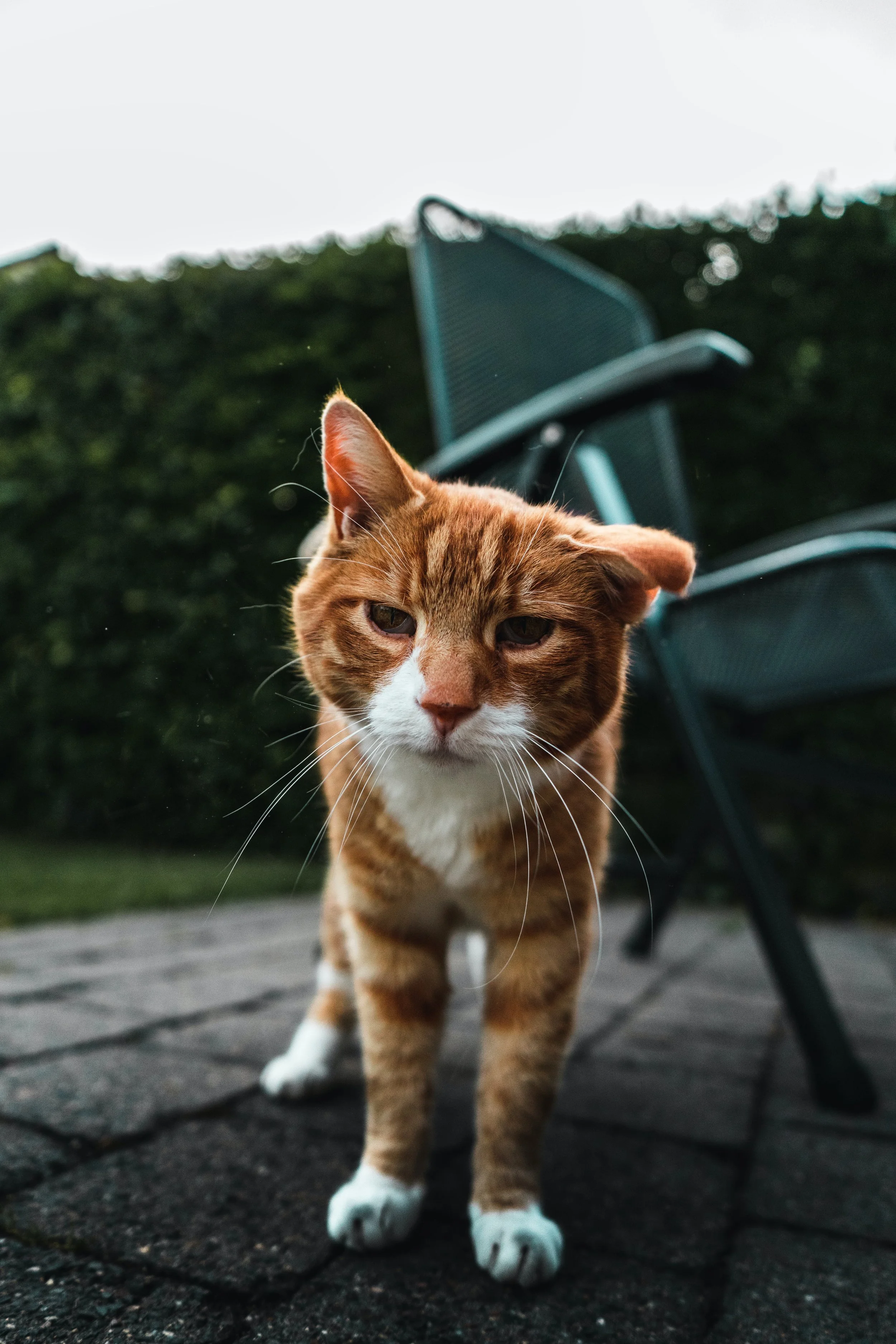 What is Cognitive Dysfunction in Cats?
