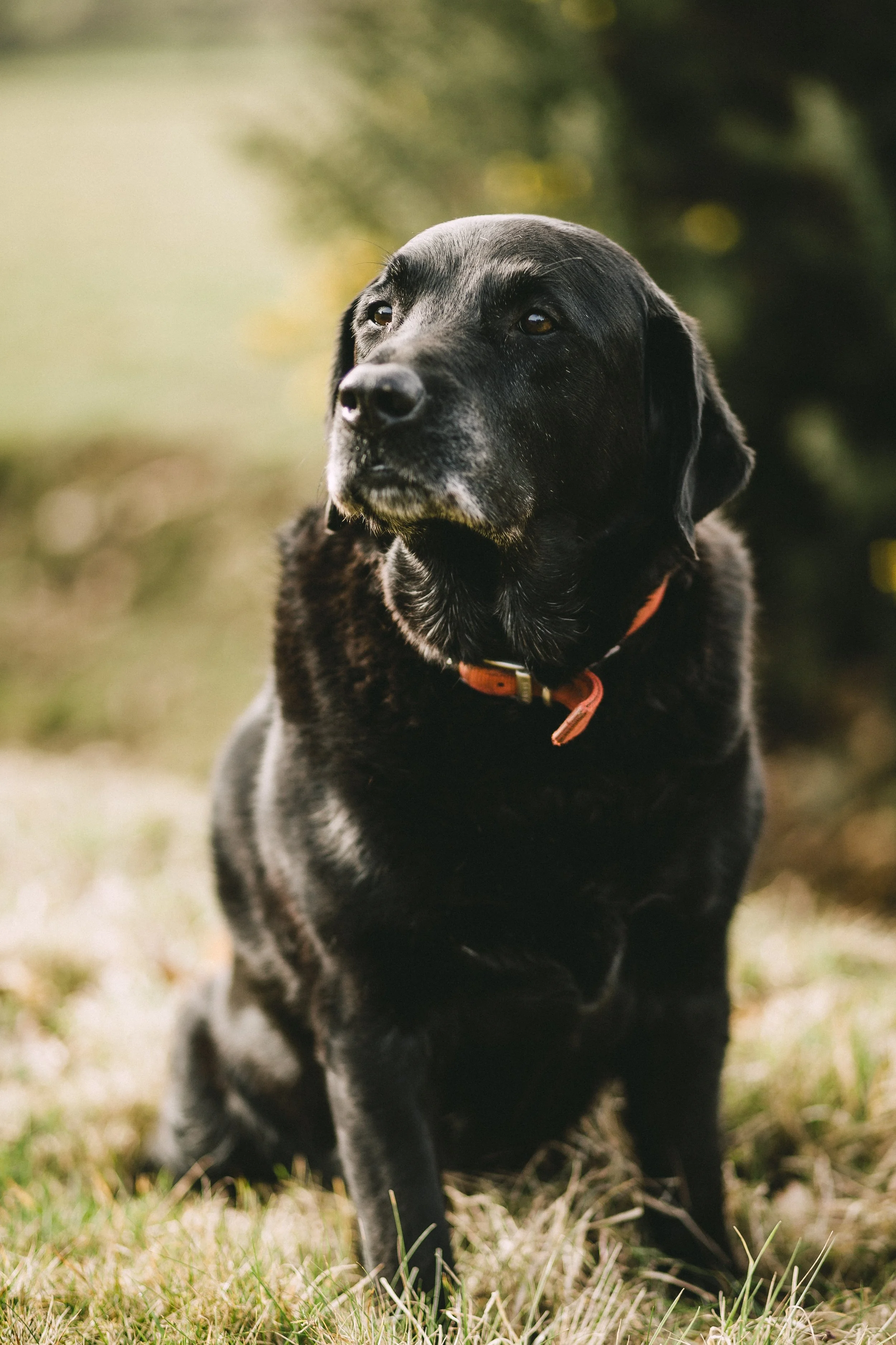 When is Lameness not Orthopedic?