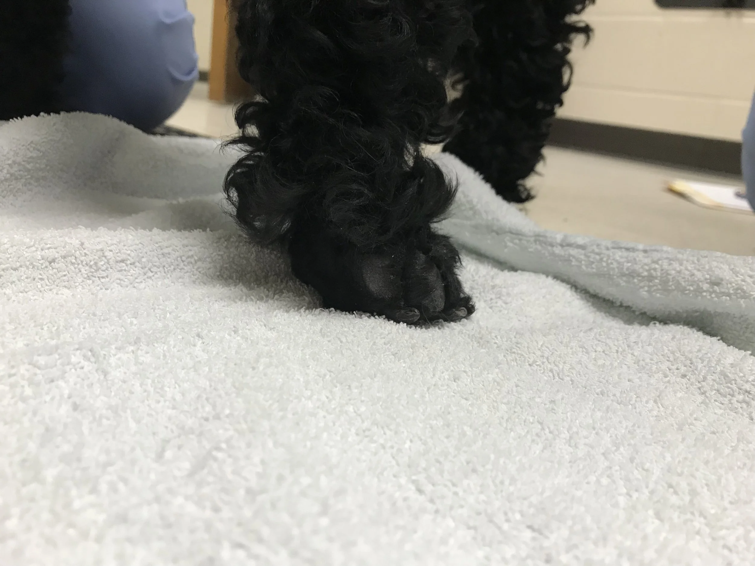 CPs, postural reactions, paw replacement, oh my!