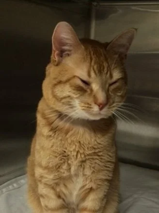 What do you do when you cannot elicit the cutaneous trunci reflex in a cat?