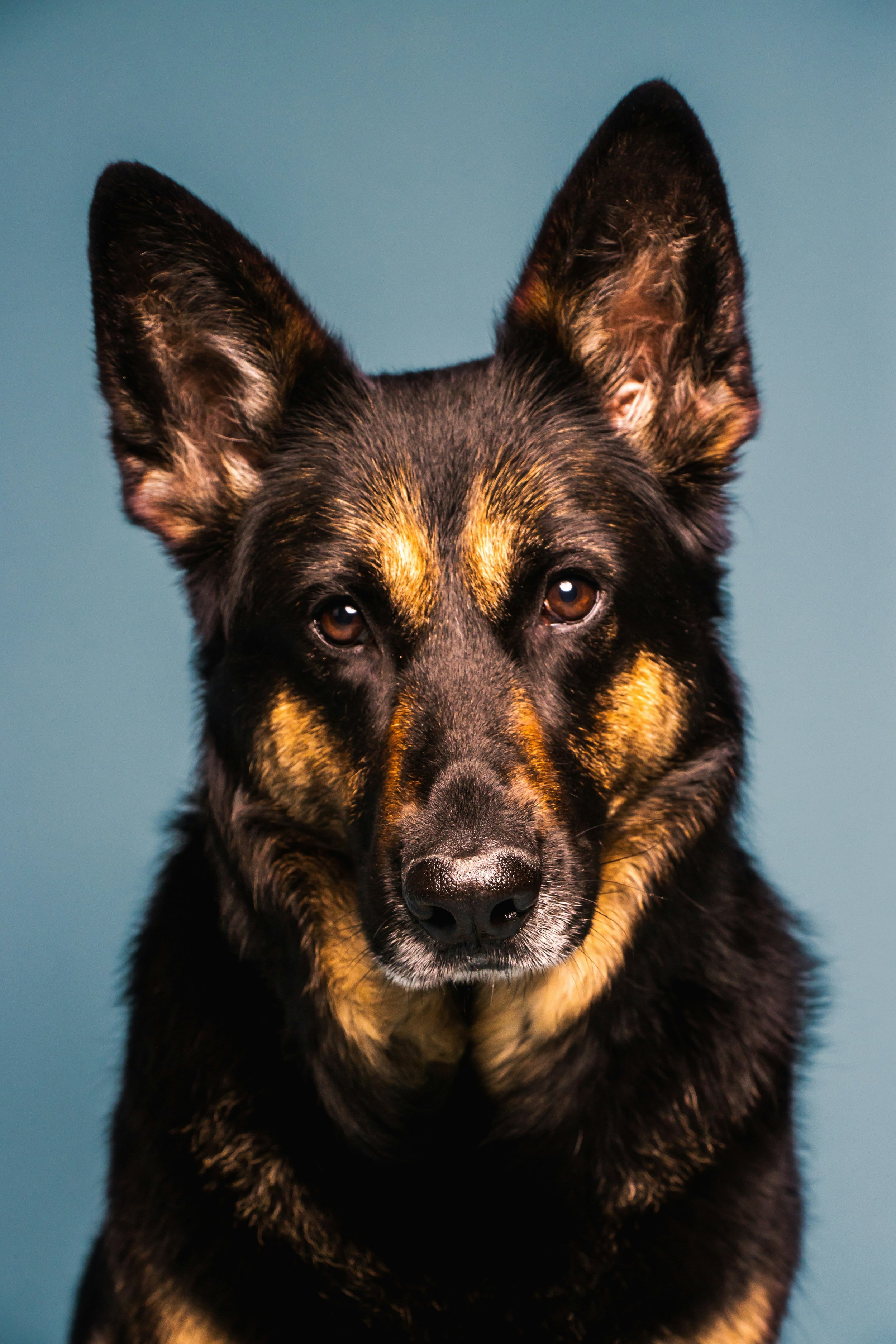 Degenerative Myelopathy