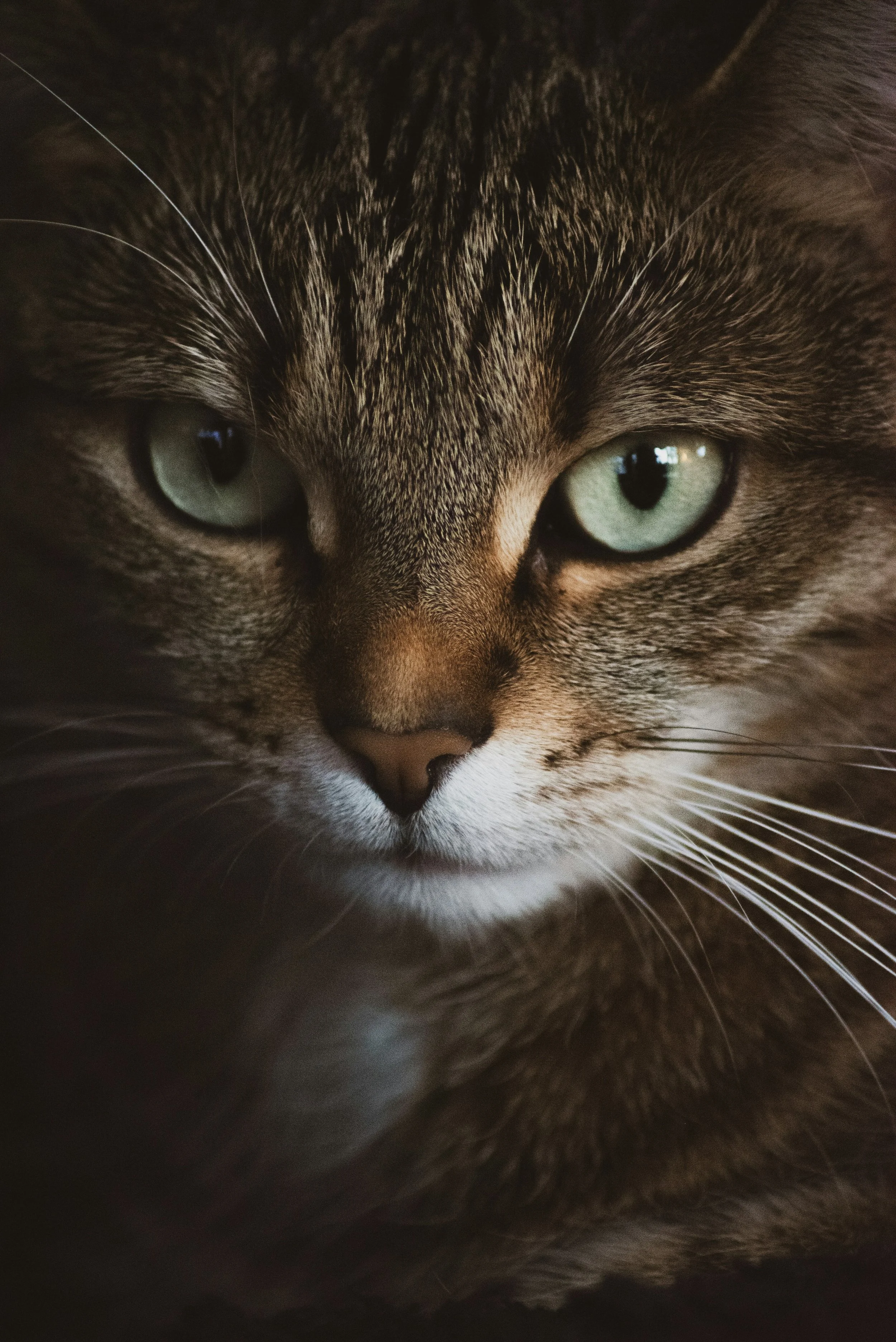 Head Tremors in Cats