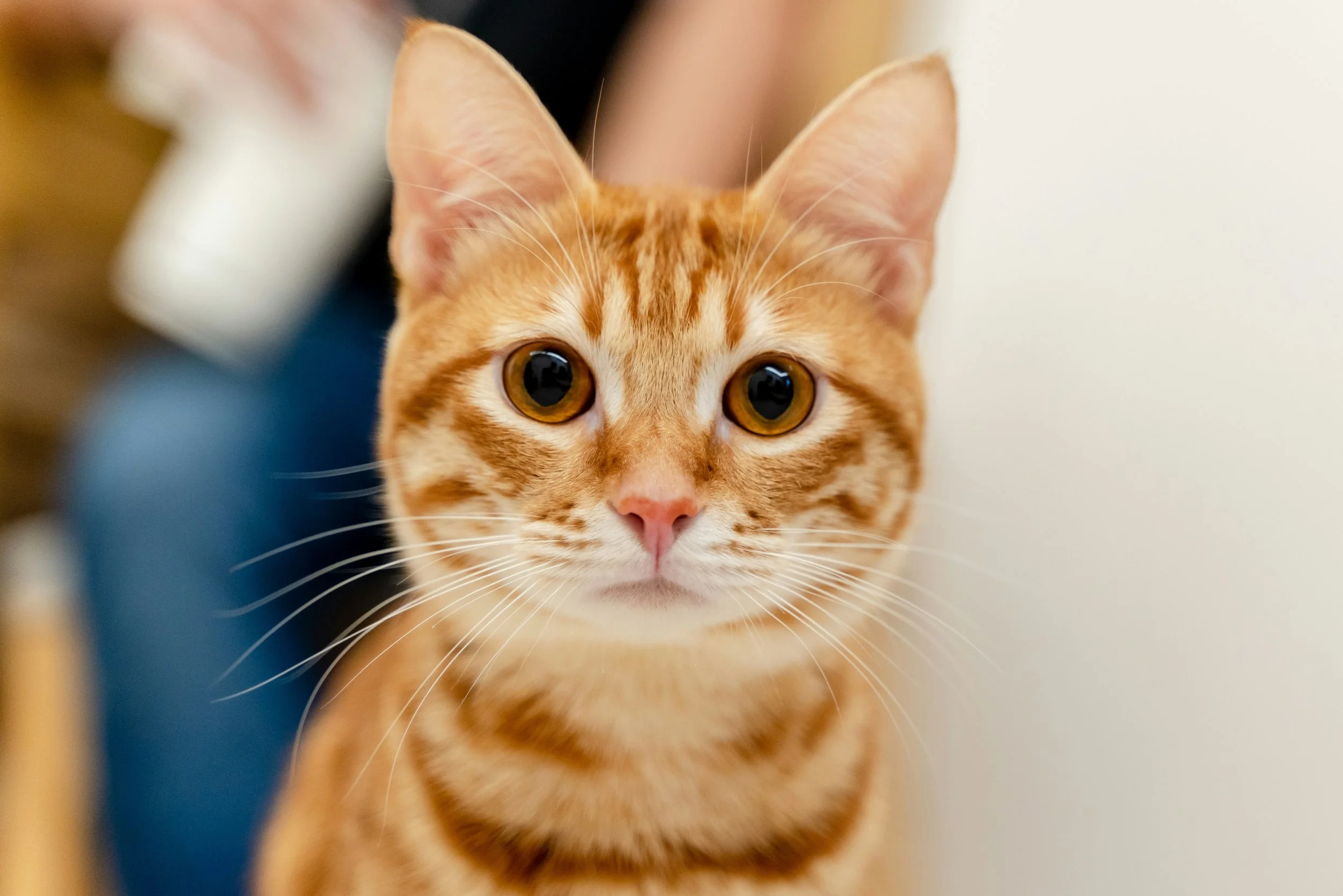 Update on Intervertebral Disc Herniation in Cats