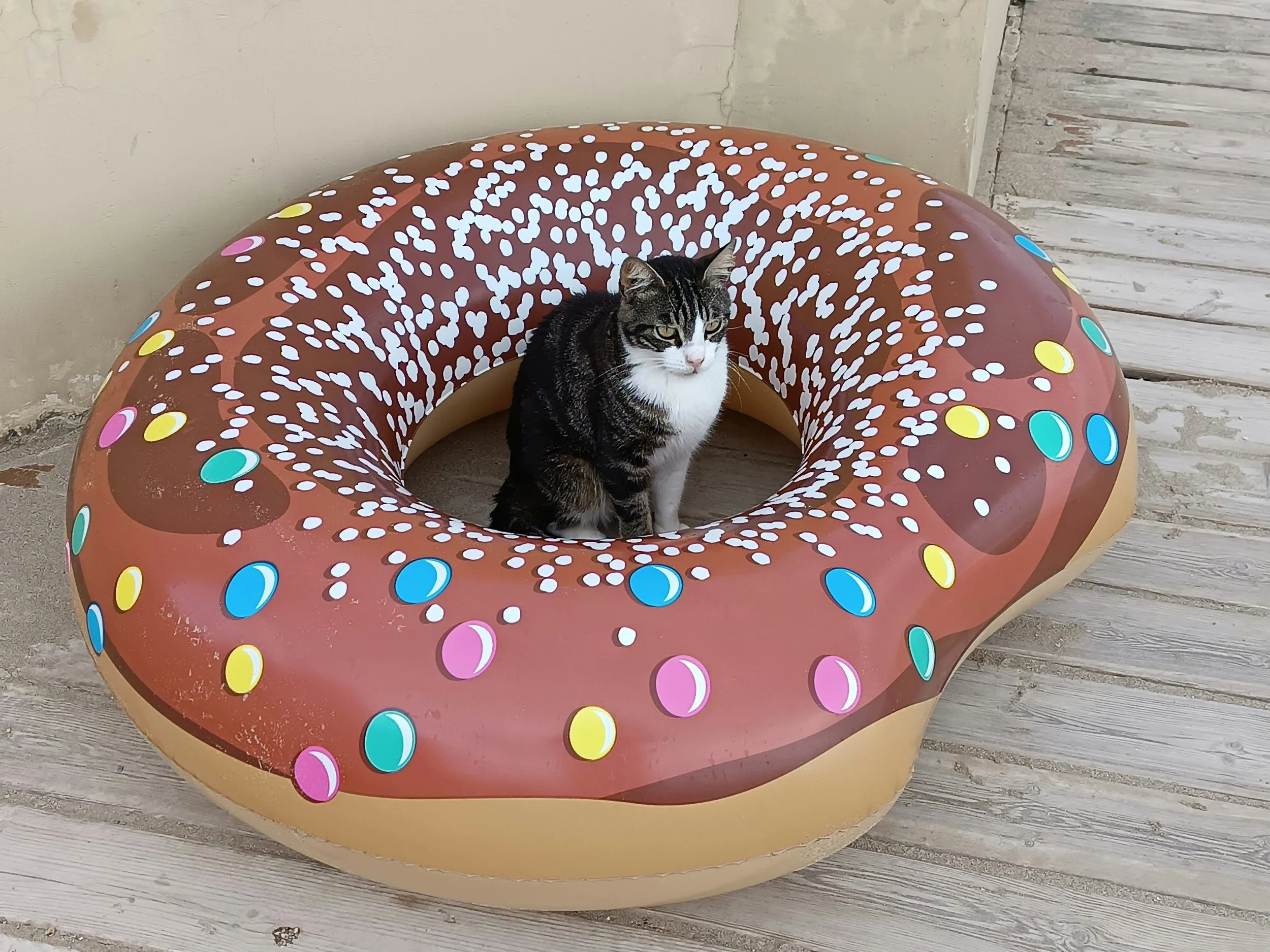 How to Manage a Cat with an Intervertebral Disc Herniation