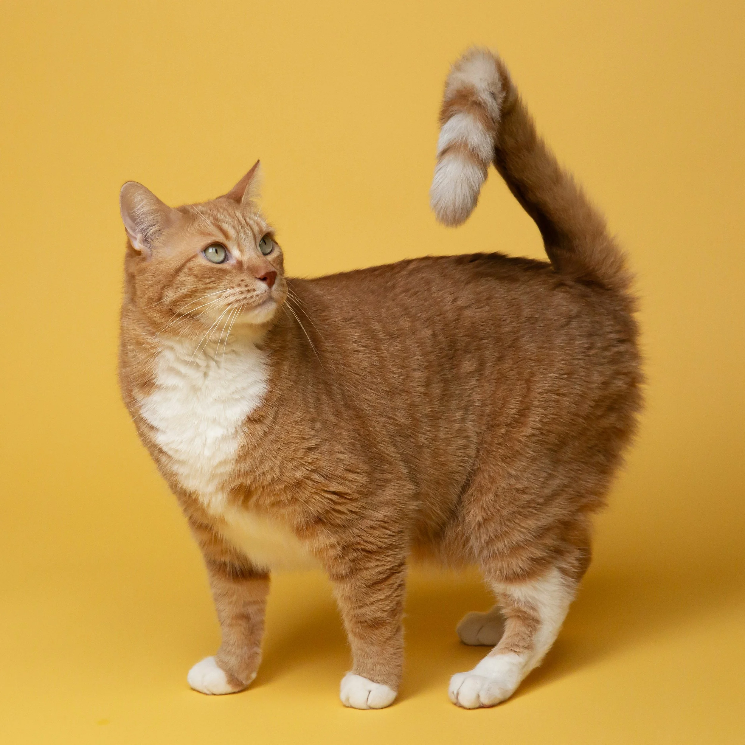 Neurologic Diseases of the Cat Brain