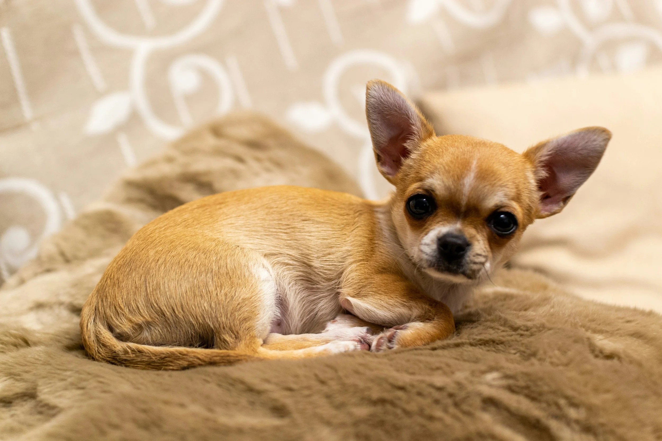 Meningitis in Older Dogs?