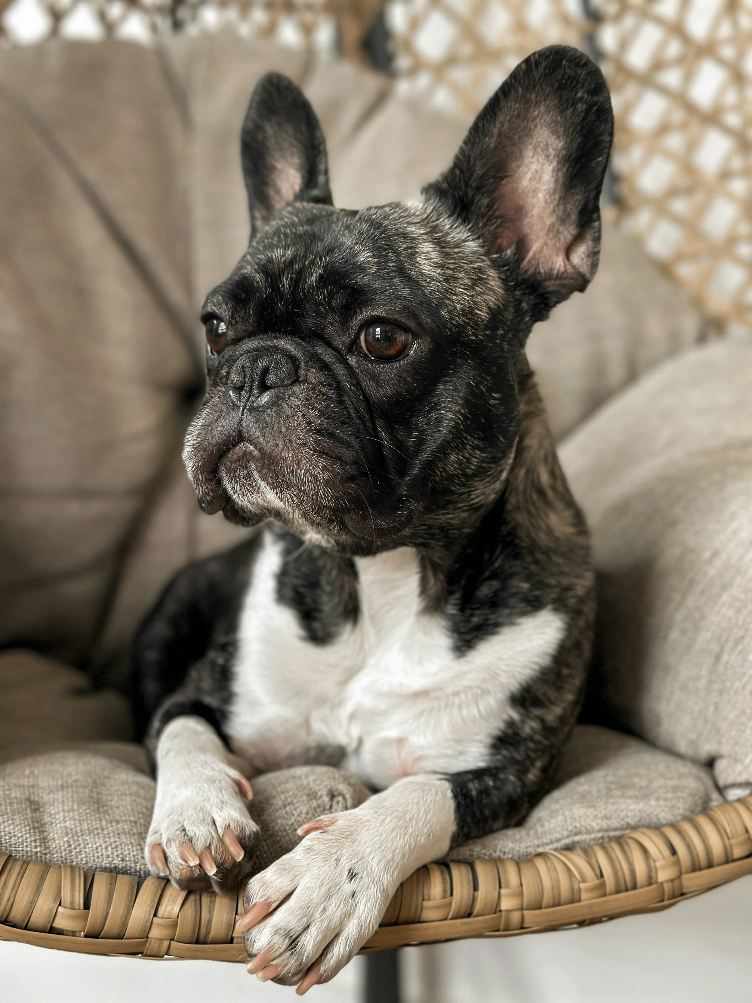 What is the Association Between Congenital Vertebral Malformations and Disc Herniation in French Bulldogs?