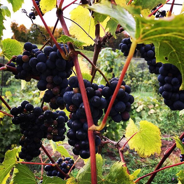 Petite Pearl- have you heard of this wine grape? Intense dark color; Think blackberry jam!