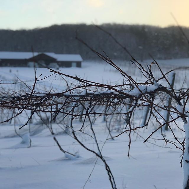 Michigan’s Best New Wine Region – Petoskey
April 2019 – The Bay View Wine Trail – comprised of twelve family owned and operated wineries– has been rebranded as the Petoskey Wine Region. The change reflects the region’s numerous award-wining wines both nationally and internationally, its significant growth in the number of wineries and being awarded Michigan’s first AVA (American Viticulture Area) in over 30 years. The prestigious AVA designation was awarded for the area’s new varieties of quality grapes – known for their European heritage and ability to survive harsh winters.
The economic impact of the wineries has been substantial and is expected to enhance the Petoskey region as one of the state’s most preferred tourist destinations. The region and its wineries have been highlighted in numerous travel and wine magazines over the past few years and has quickly become recognized by wine influencers for its grapes and wines.
The new brand is being introduced to the public on May 9th at the Bay Harbor Arts Center during the Petoskey Uncorked Event. The brand will showcase its new logo, revamped website Petoskey.wine, brand brochure, video and social media platforms, along with a mobile app designed to help guests navigate the wine trail and stay abreast of the latest news and events. Guests can purchase tickets to the Petoskey Uncorked Event at Petoskey.Wine. The mobile App is live now and can be downloaded from the Apple App Store or Google Play.
The Petoskey Wine Region rebrand was the culmination of efforts between the Petoskey Wine Region’s Executive Board and Mr. Danny Fellin, an award-winning brand and marketing executive with over 30 years of experience in Michigan at shops including at Doner Advertising, Campbell Ewald and McCann Detroit. Mr. Fellin has been awarded the marketing industry’s prestigious Effie award, presented to him for his work on brands that include Pure Michigan and Auto Trader.com
The Petoskey Wine Region is expecting to further expand Michigan’s growing wine profile both regionally and nationally and to be recognized as a leading wine region in the country.
For more information, contact Petoskey Wine Region 231-216-0032