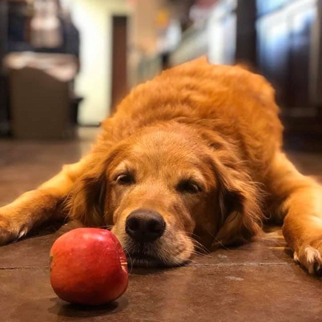 Sarah loves apples @macktrailwinery