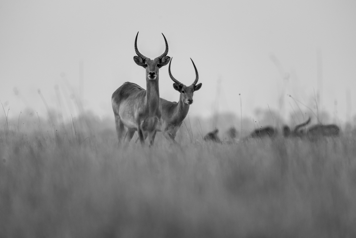 Impala