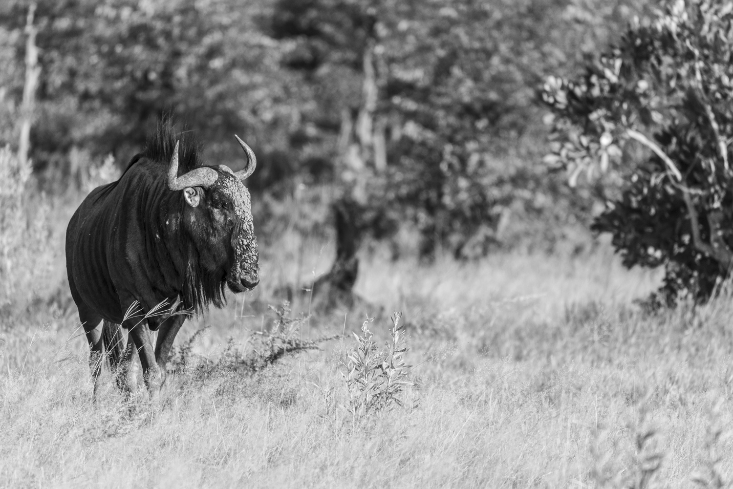 Wildebeest