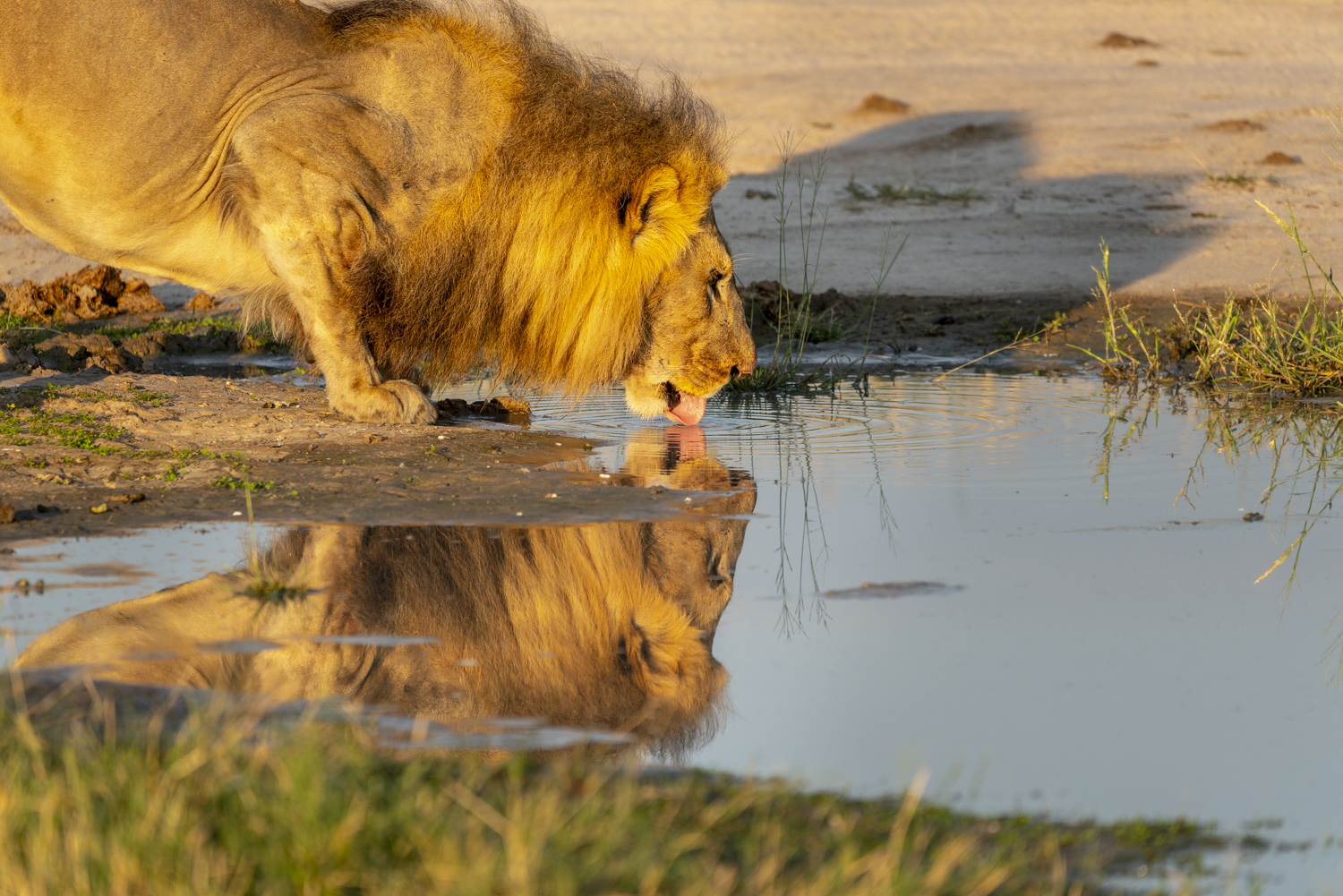 Lion Reflection