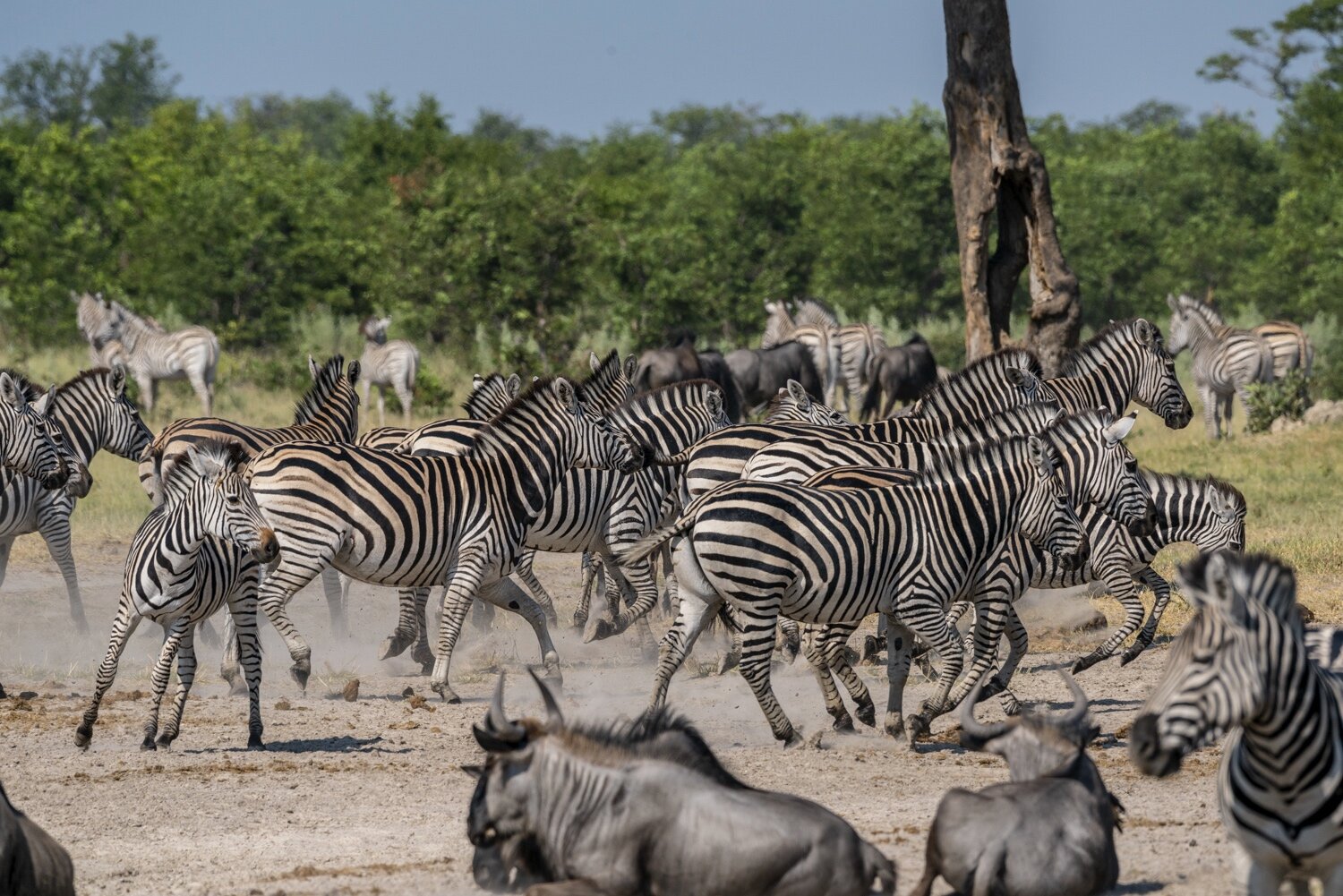 Zebra Migration