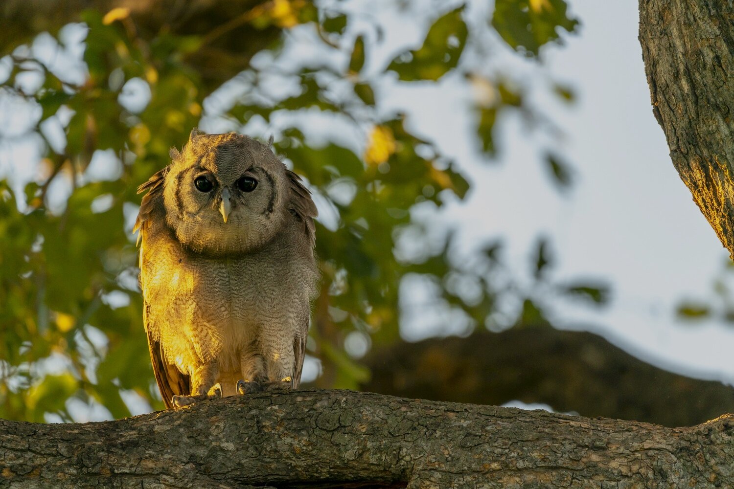 Verreaux Eagle Owl