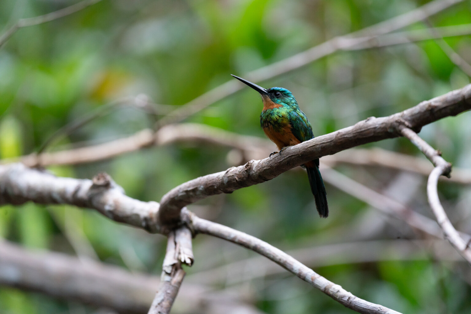 Green Tailed Jacamar