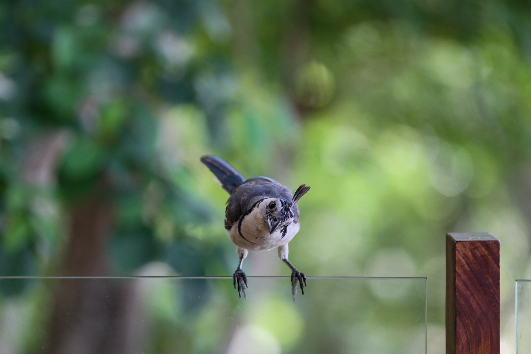 Magpie Jay