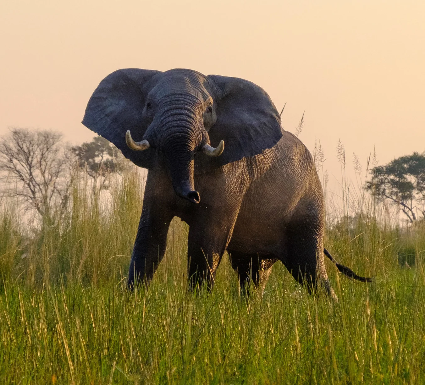 Safari-73.jpg