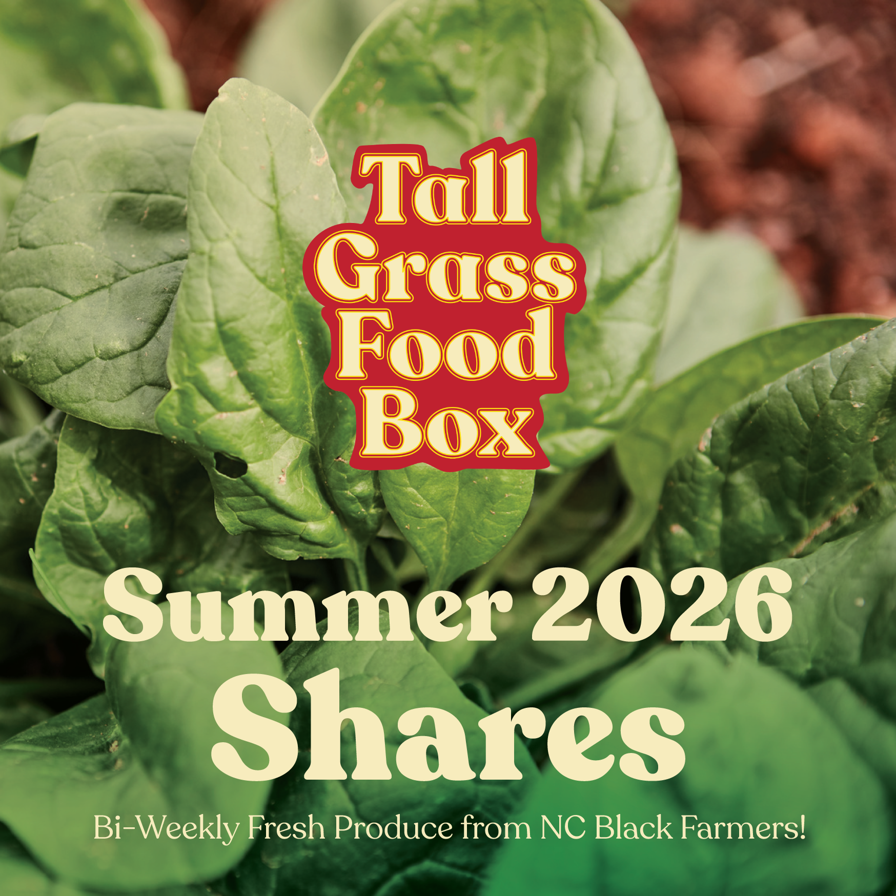 TALL-GRASS-SUMMER-SHARES-26.png