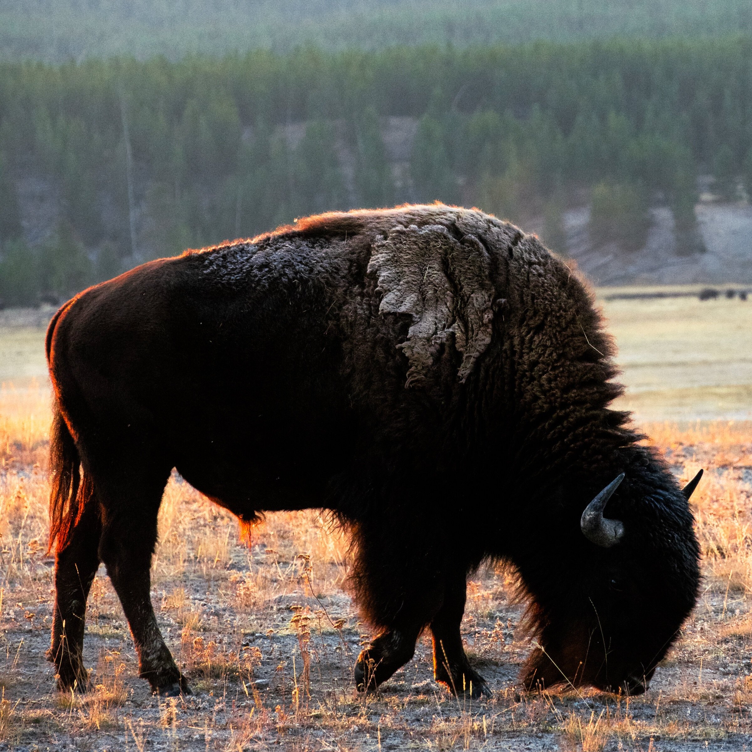 Yellowstone