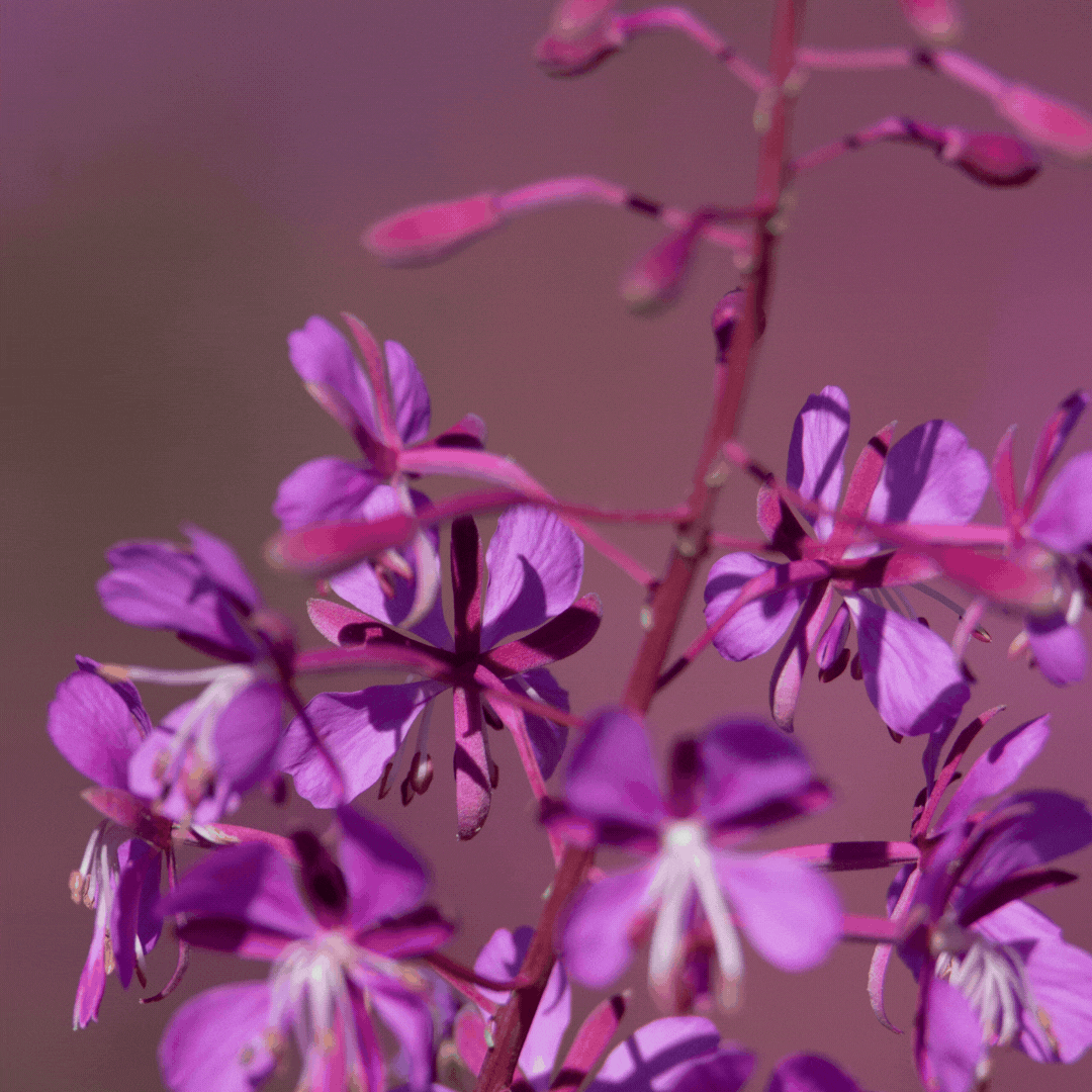 Willow Herb &amp; Symwhite