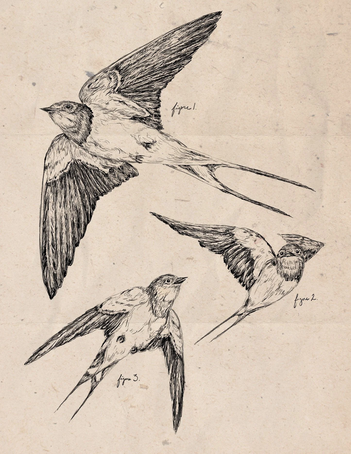 barnSwallows.jpg