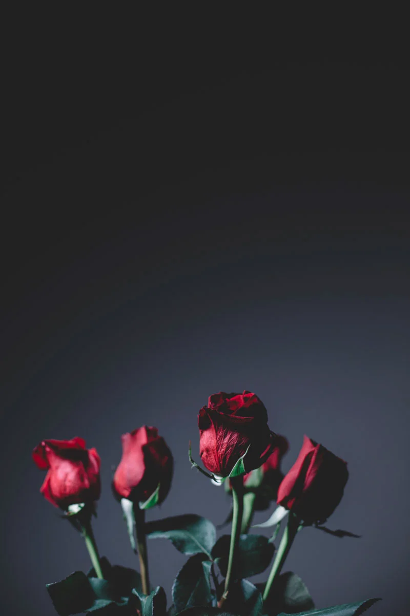 Monica-Galvan-Photography_Roses-are-Red-an-Experiment-in-Dramatic-Lighting_041