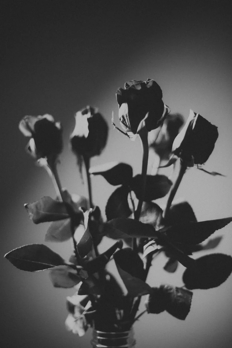 Monica-Galvan-Photography_Roses-are-Red-an-Experiment-in-Dramatic-Lighting_048