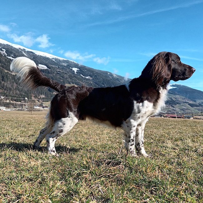 Apollo vom Nebelbachtal