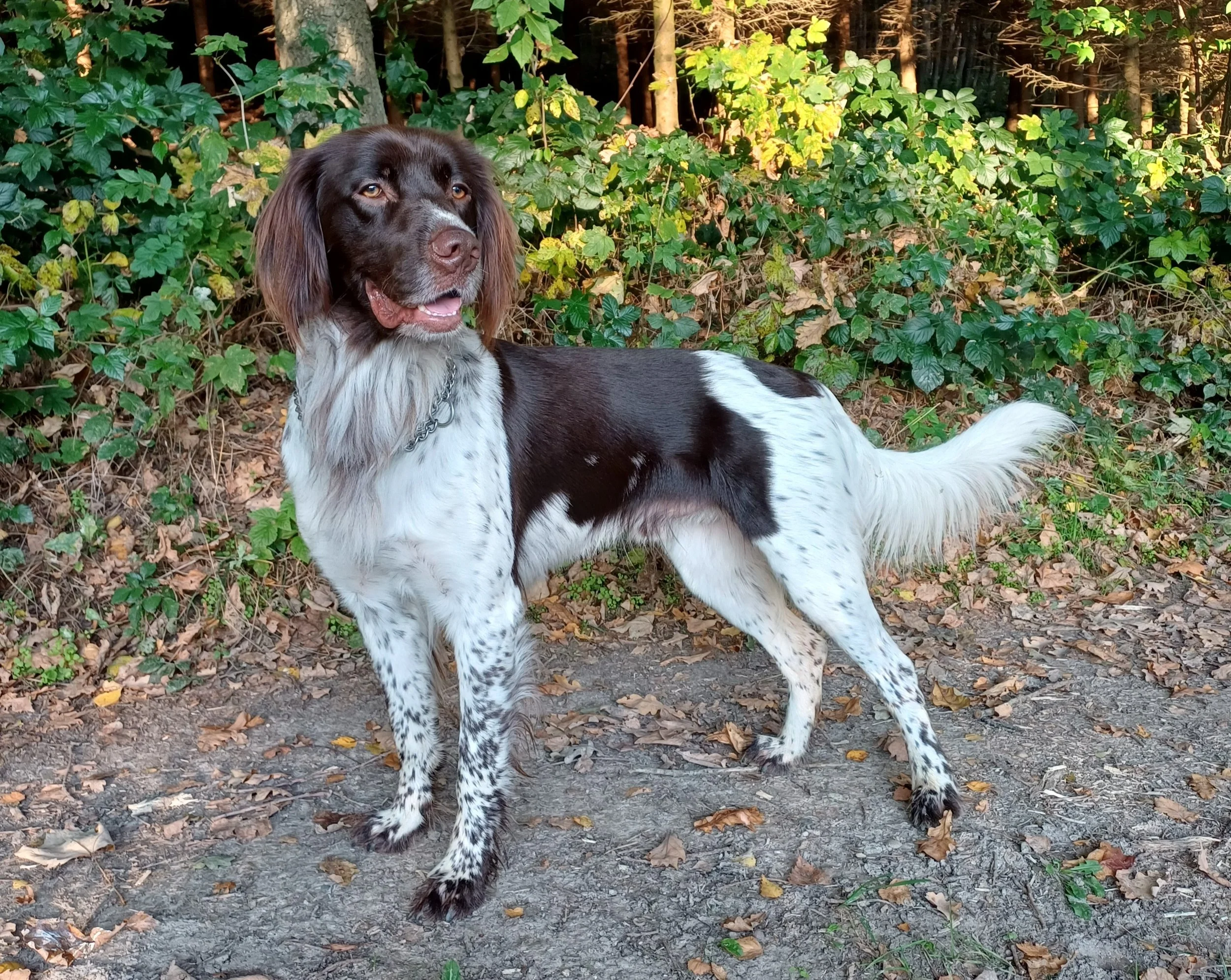 Buddy von Prambecken