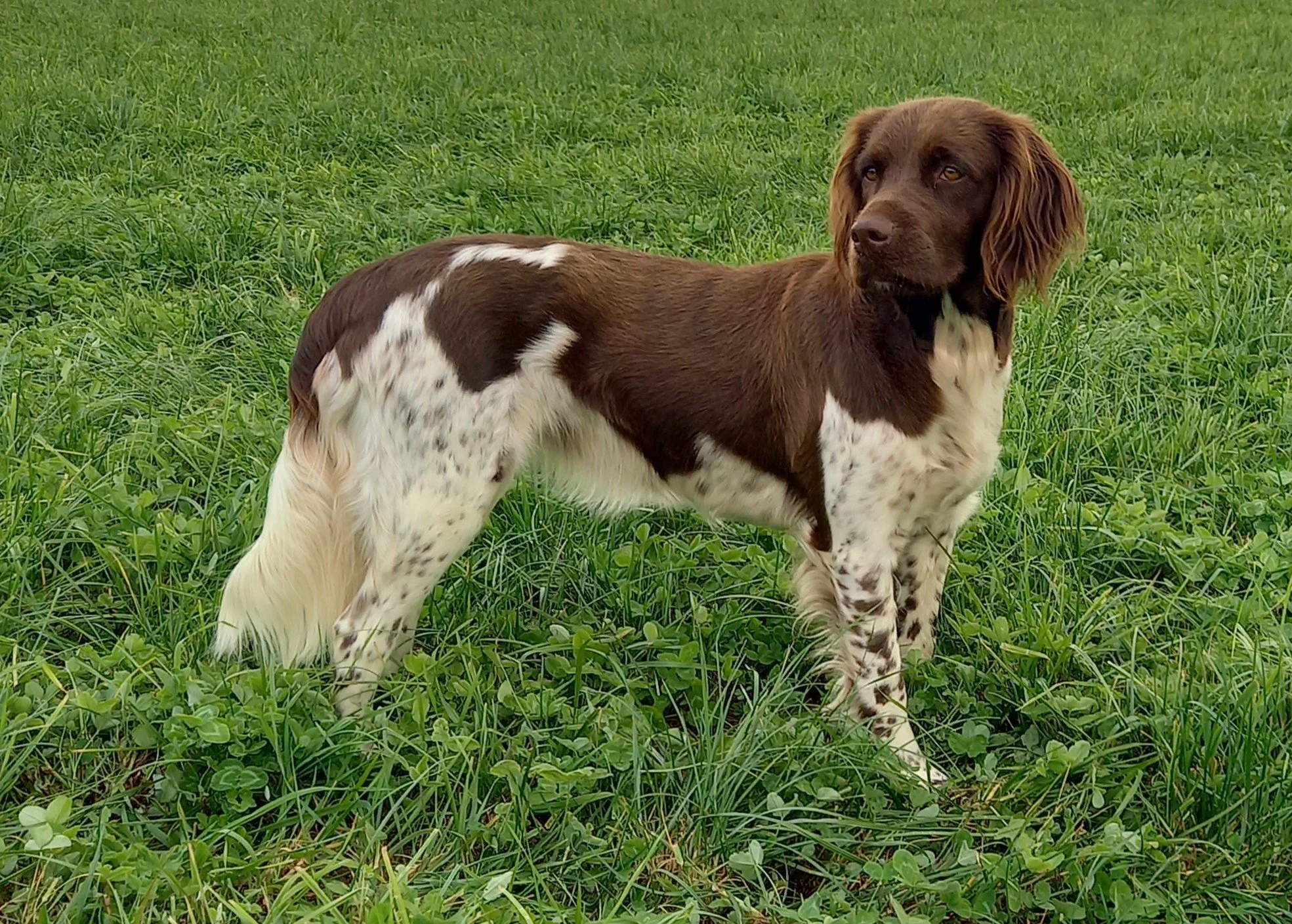Aika von der Hohentrett.