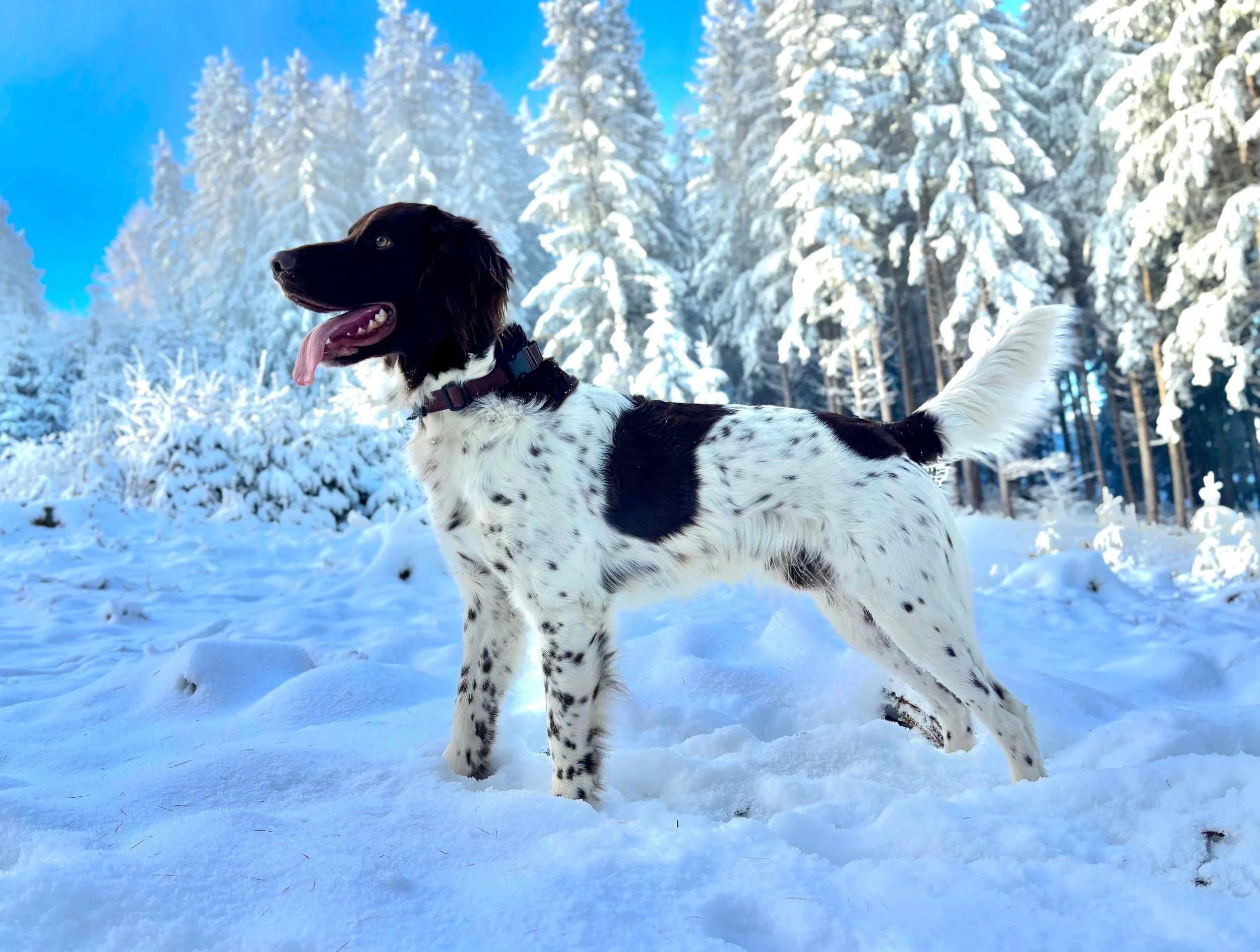 Uso vom Schützenknapp