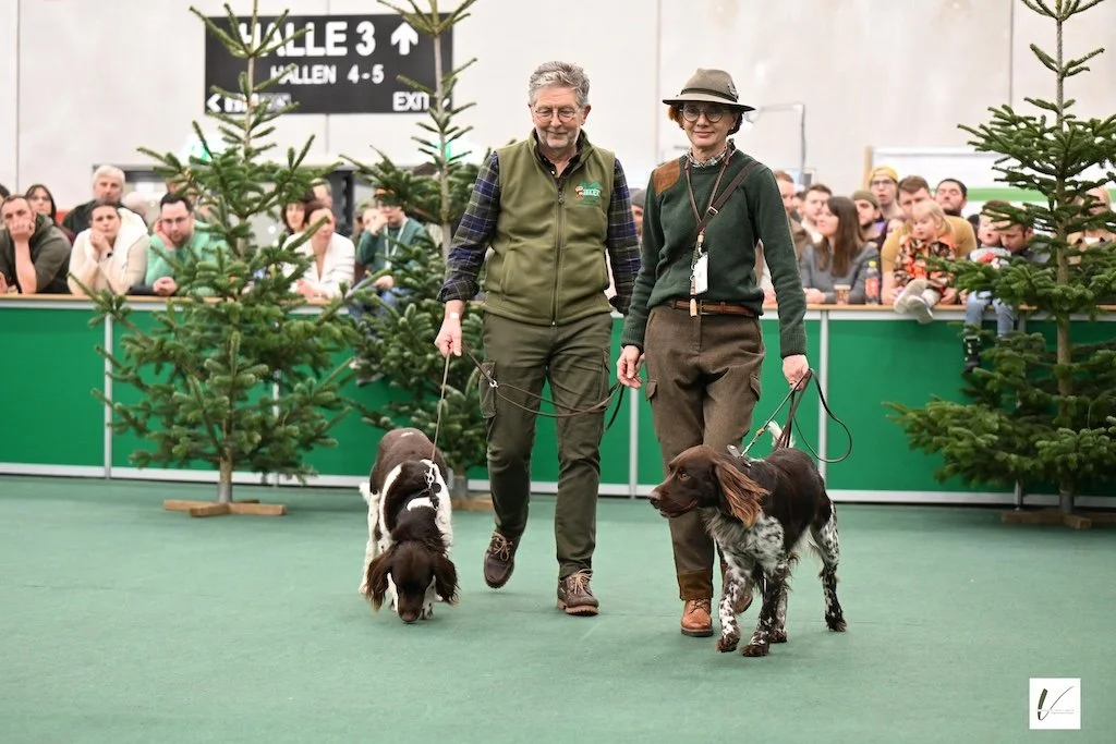 Kleiner Münsterländer ganz groß auf der Hohen Jagd 2026