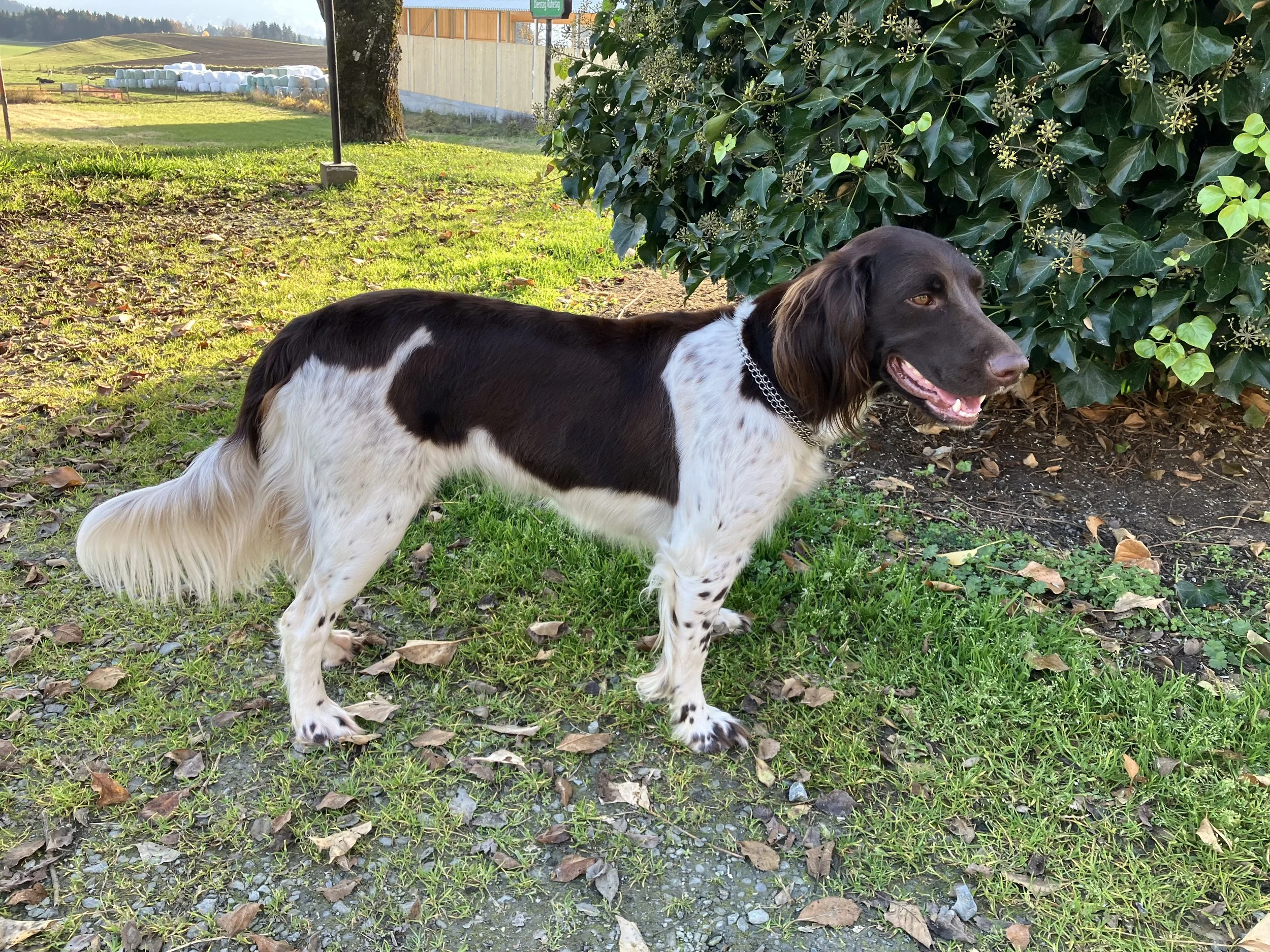 Bessy vom Husarenkogel