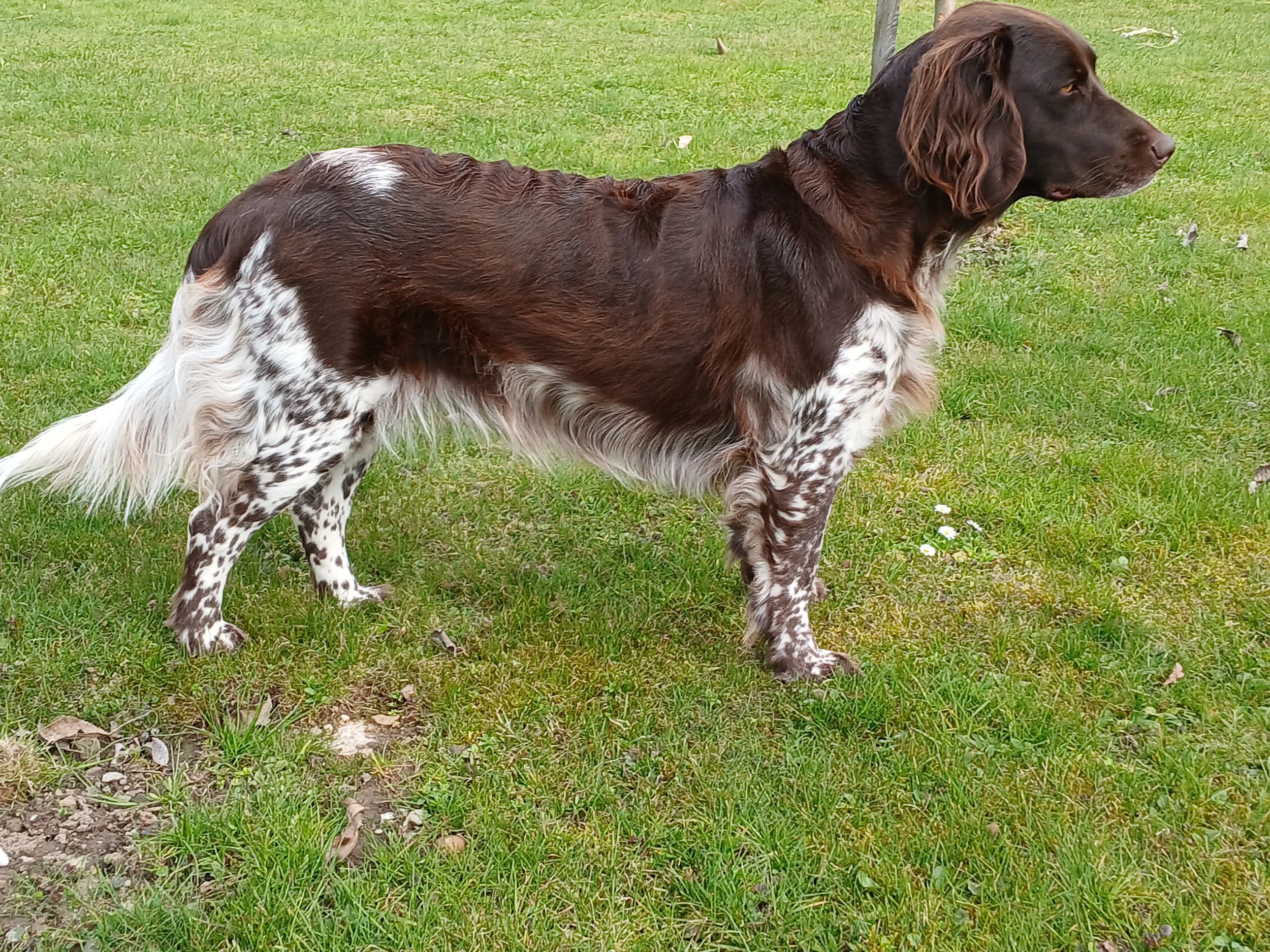 Daria von der Berghamerleitn