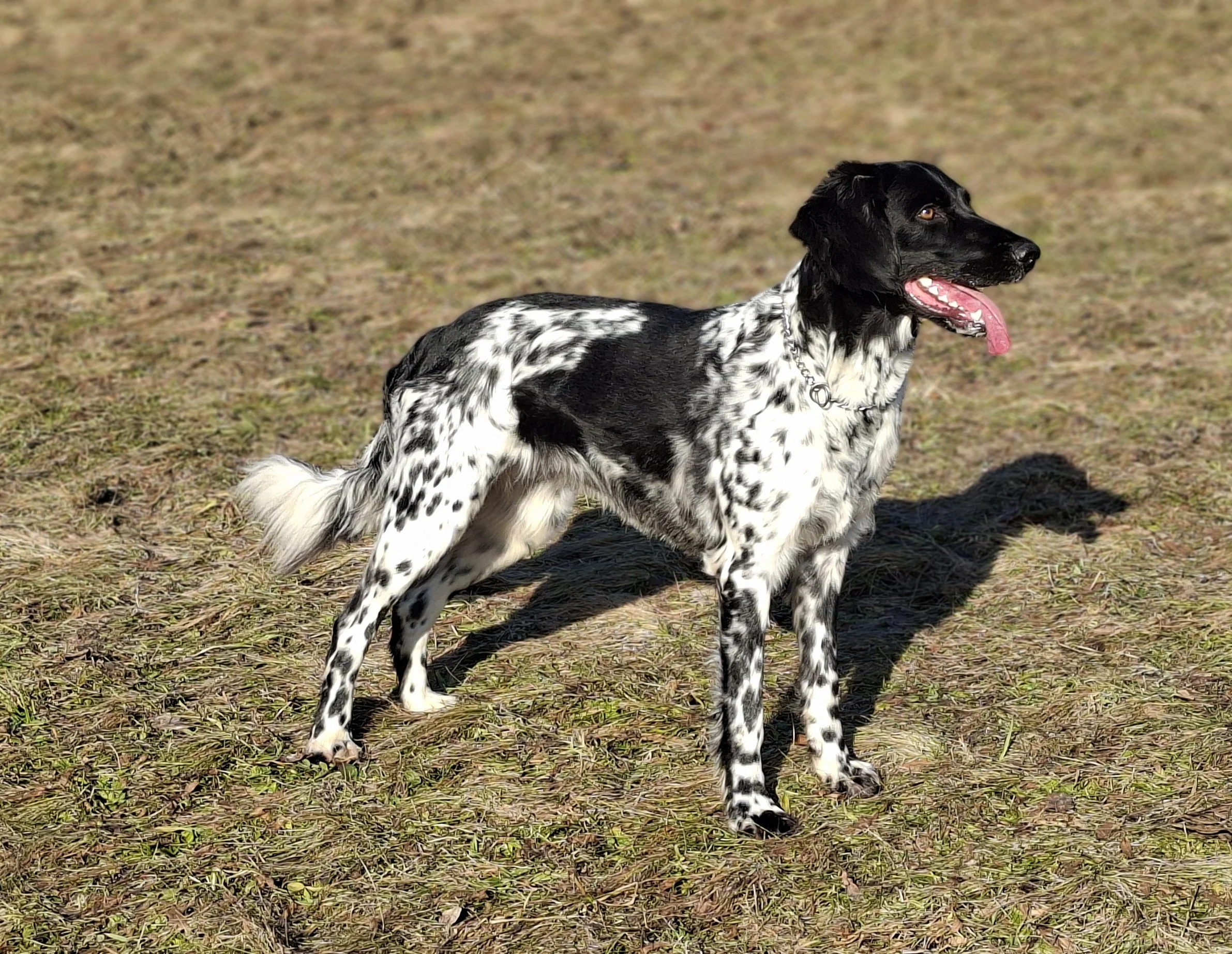 Akela vom Voralpenblick