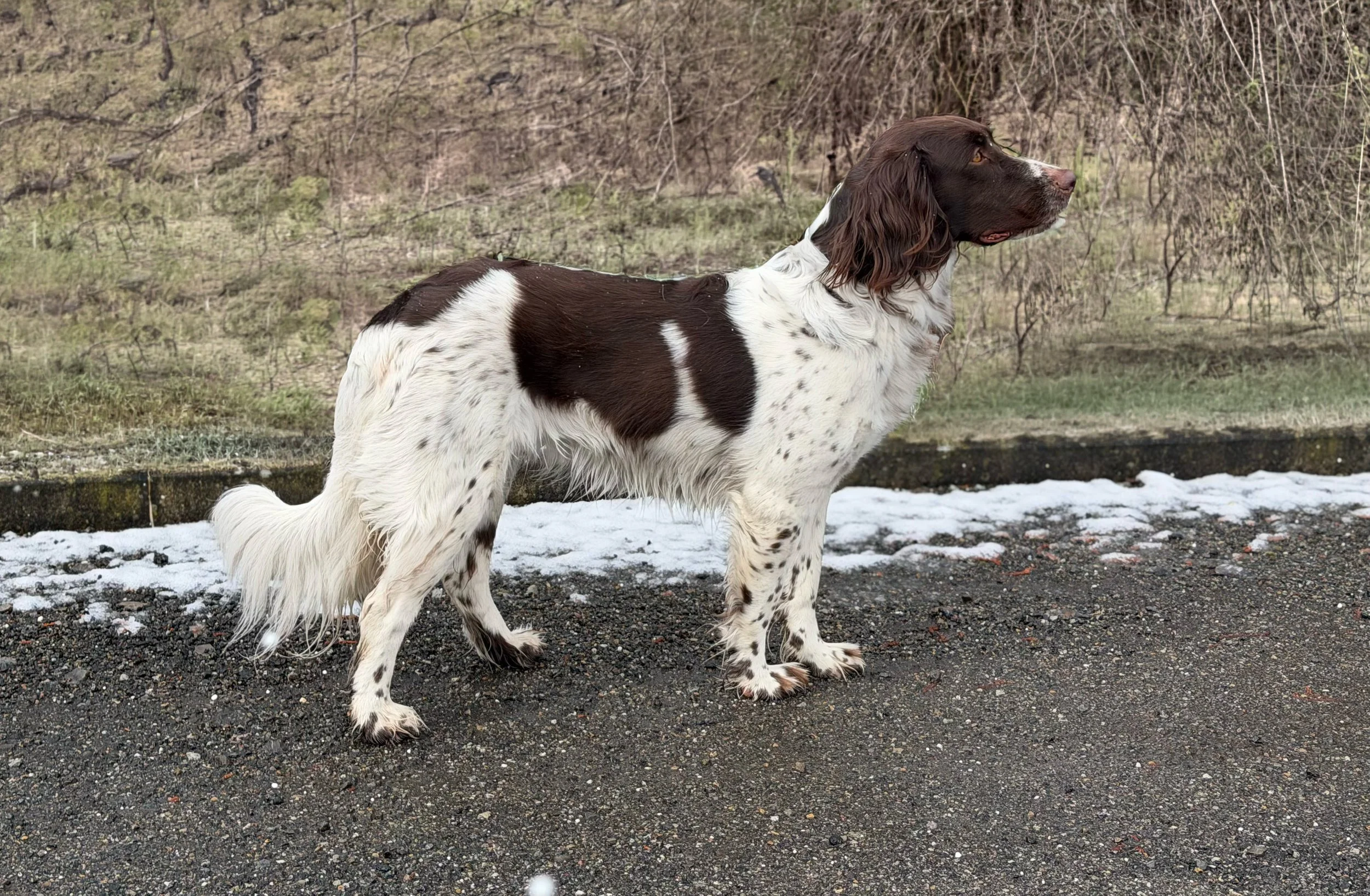 Fiona von Sindelburg