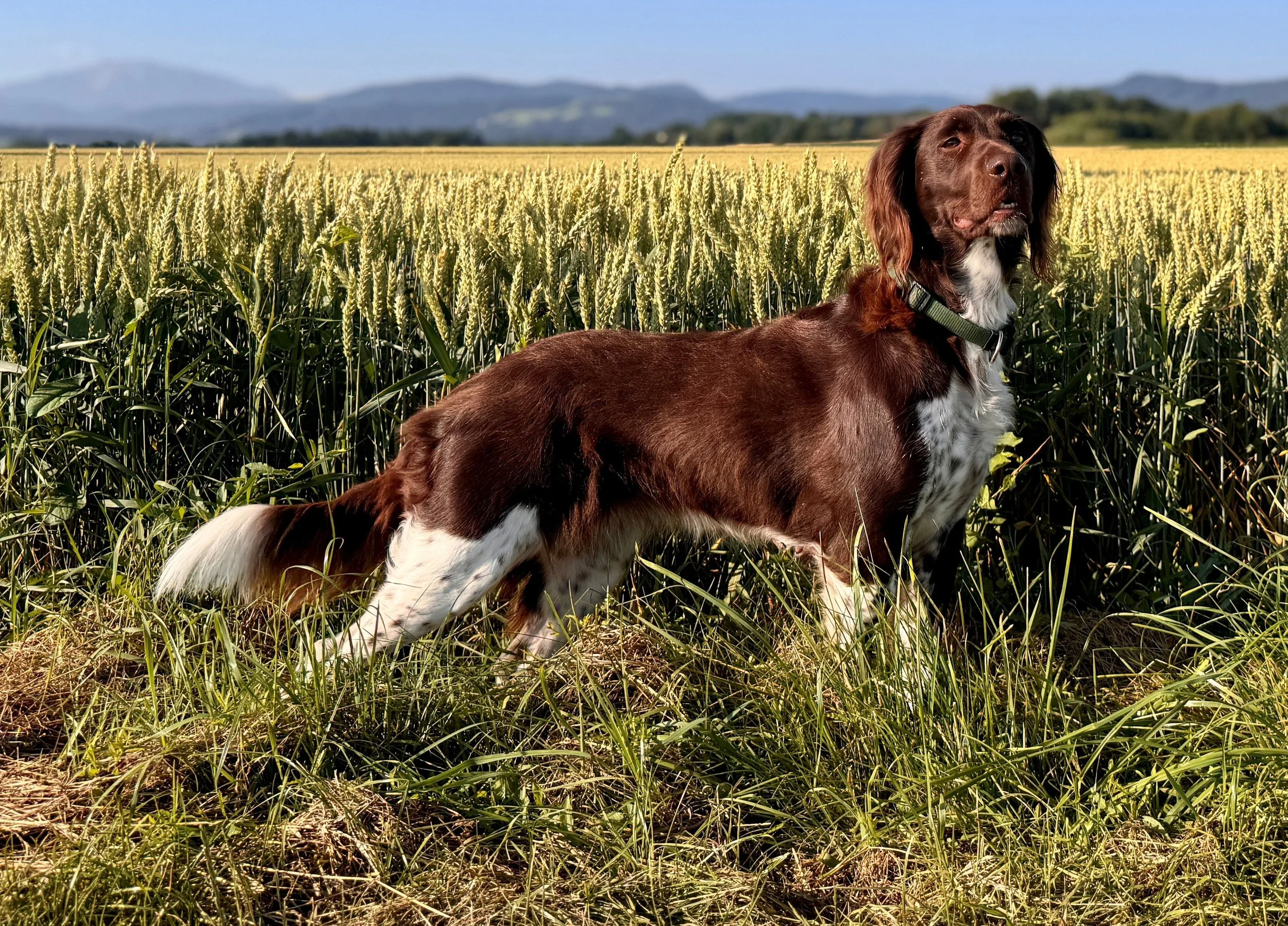 Brandy vom Franzosenteich
