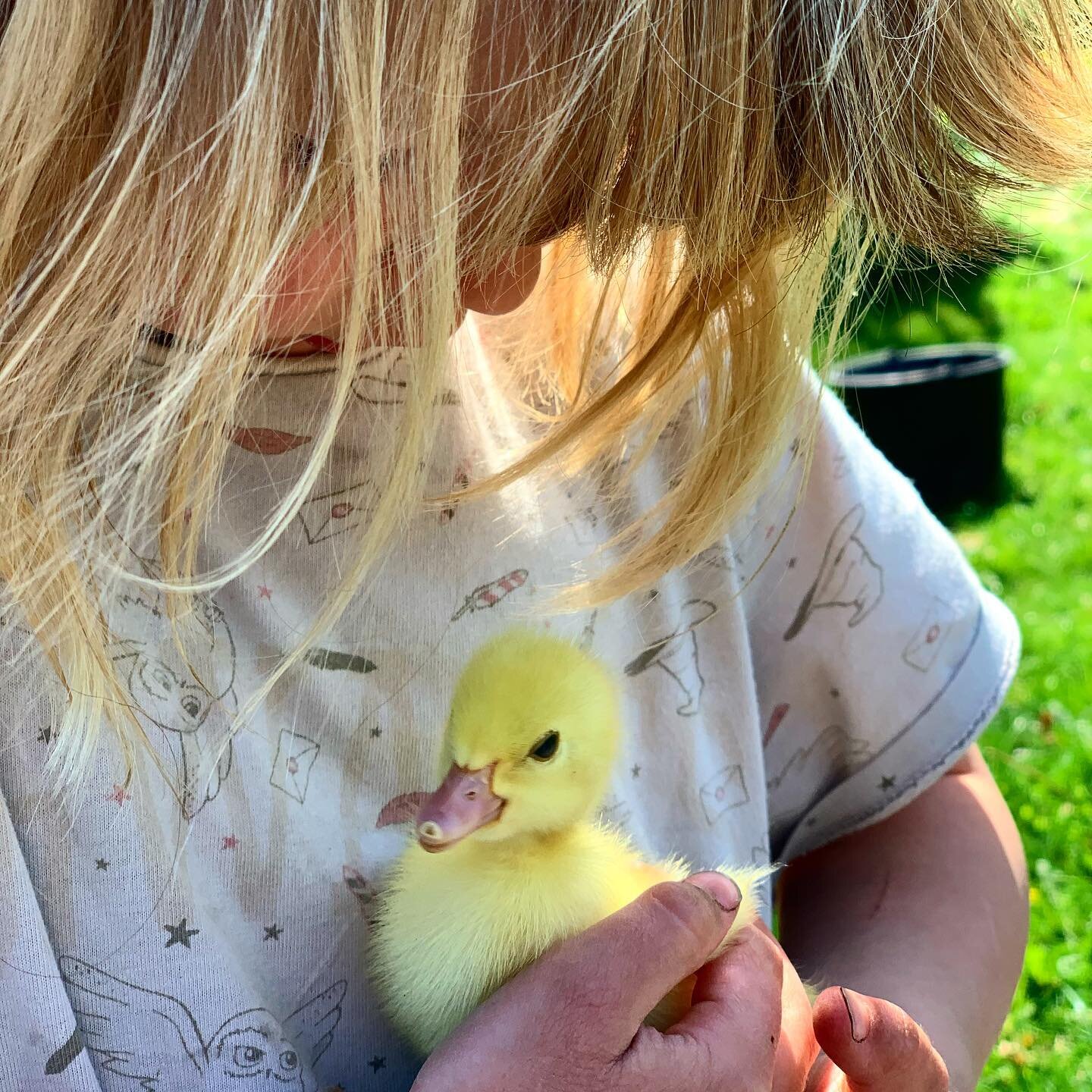 Endnu engang er miraklet sket🐣 Vi har f&aring;et &aelig;llinger og de er liges&aring; nuttek&aelig;re som de plejer at v&aelig;re💛 
Ungerne er ogs&aring; vilde med dem og de har straks d&oslash;bt dem Lakrids, Kiks og Fl&oslash;de😂 B&oslash;rnelog