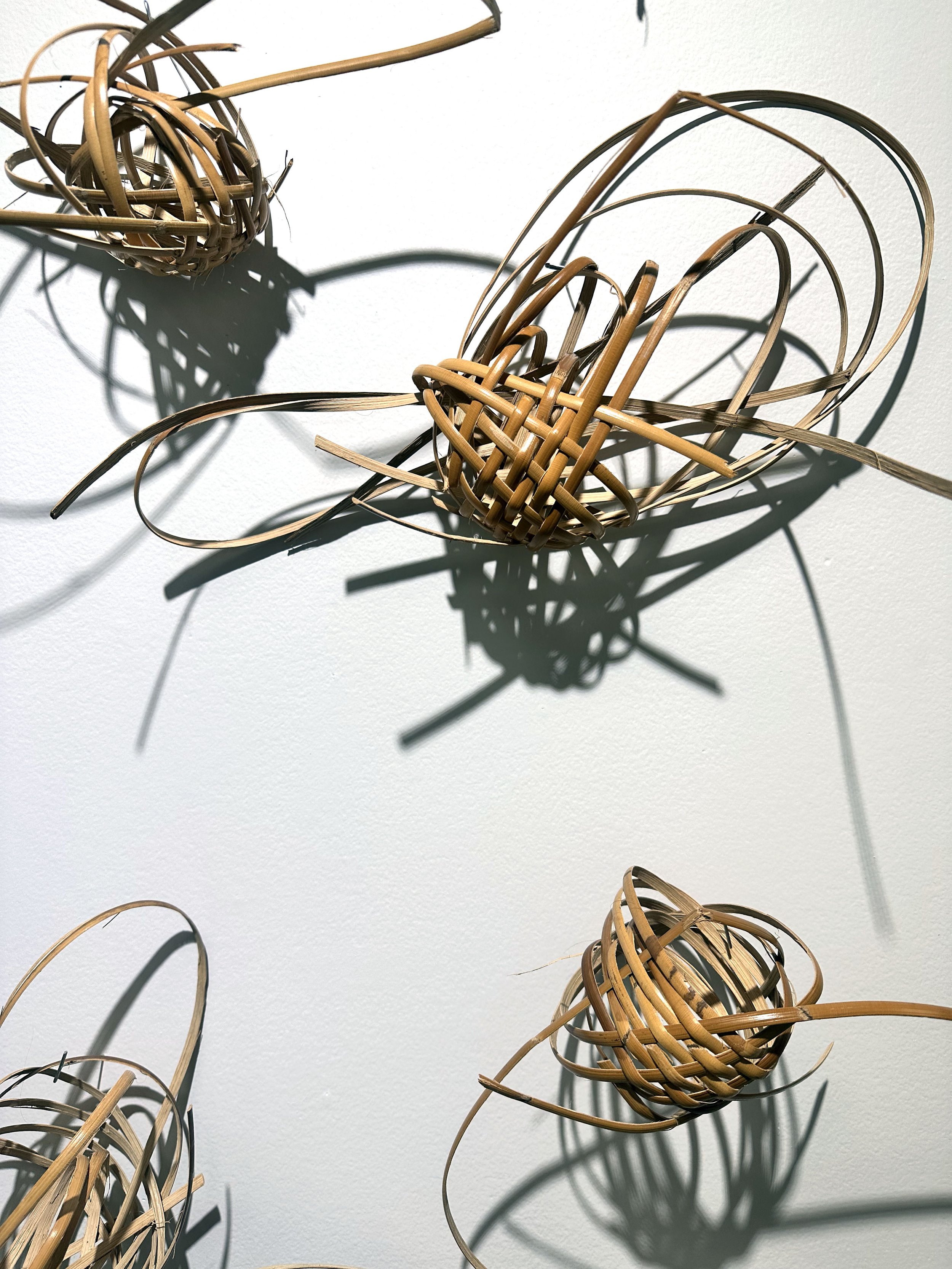 airplants1.jpg
