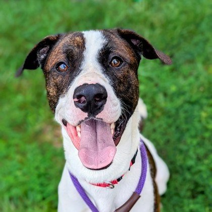 Cincinnati Animal CARE Brewcause Fundraiser