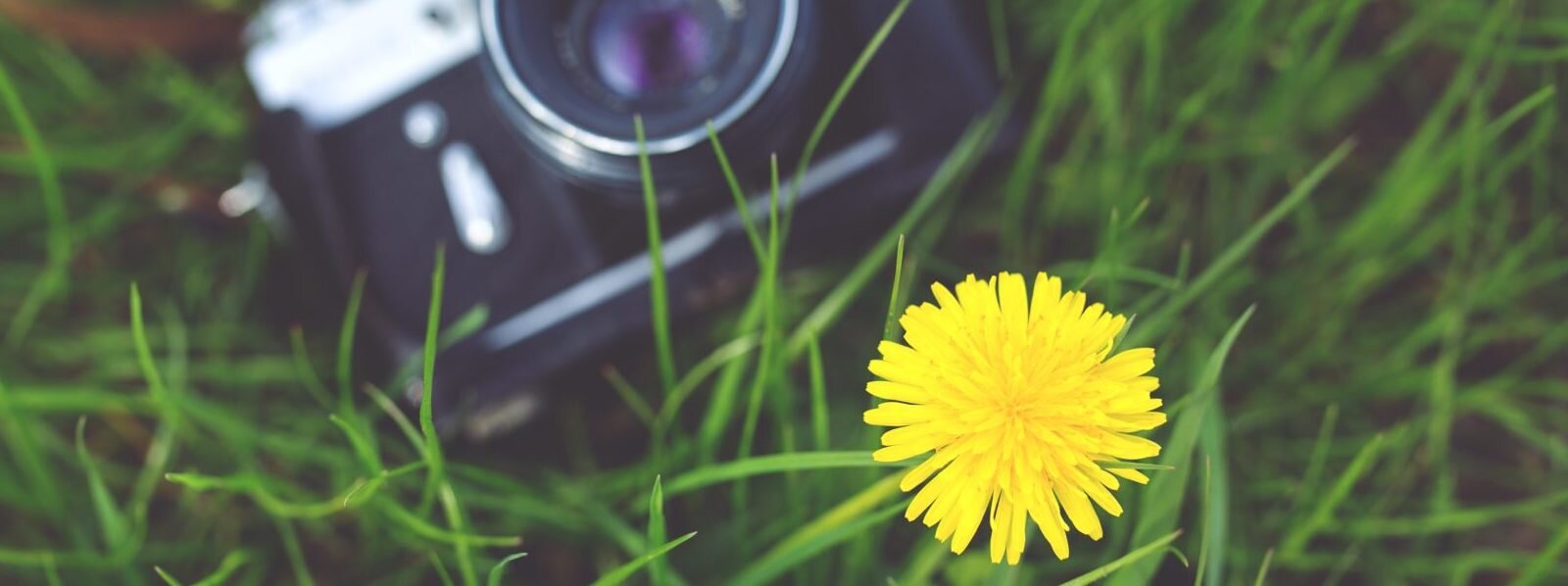 camera-flower-grass-6473-e1552005308106-1600x598.jpg
