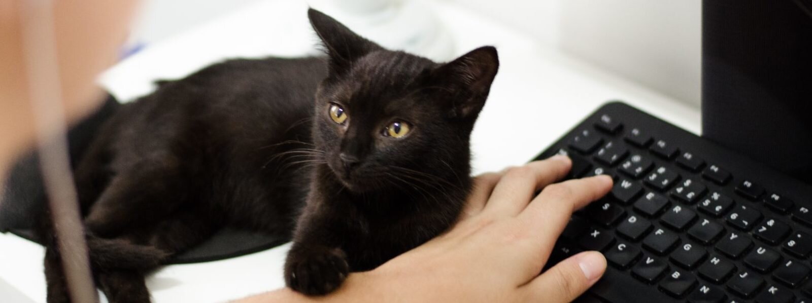 black-cat-black-keyboard-cat-1049764-e1556669966620-1600x598.jpg