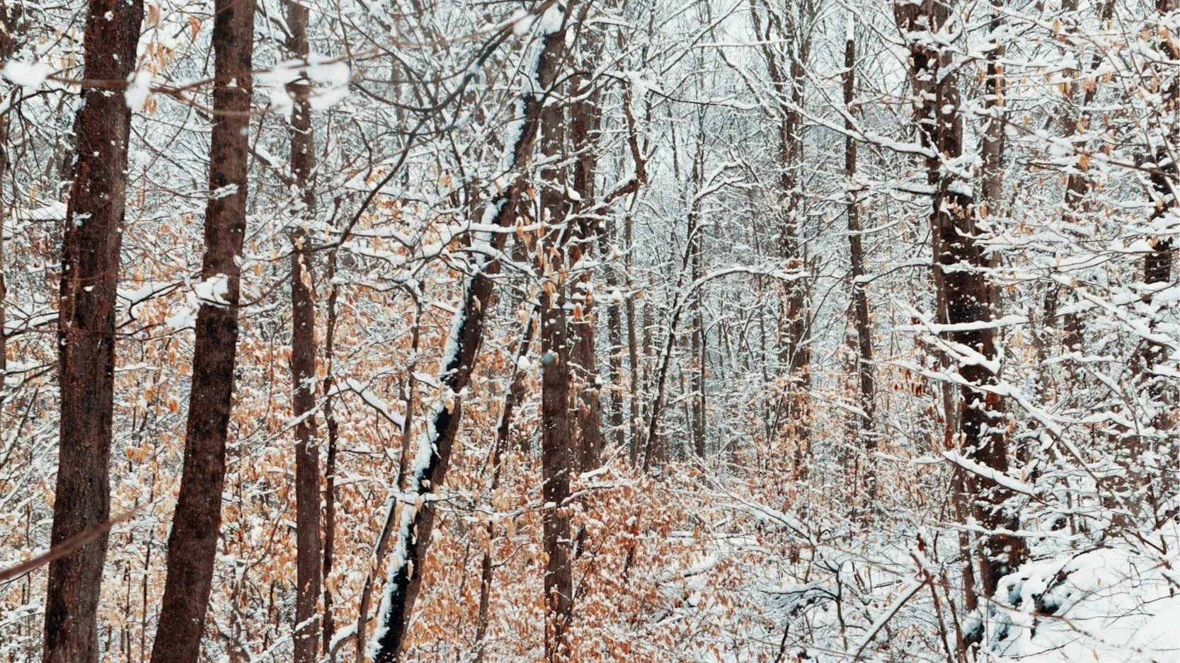 november a dud, but connecticut on track for 2025 increase in home sales