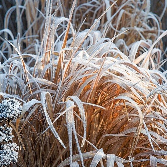 December in the garden. Beautiful frosted Miscanthus. 

#inspiredbynature_ #wintergarden #gardendesigner #gardenphotographer #chasingthelight #decembergarden #countrygardens