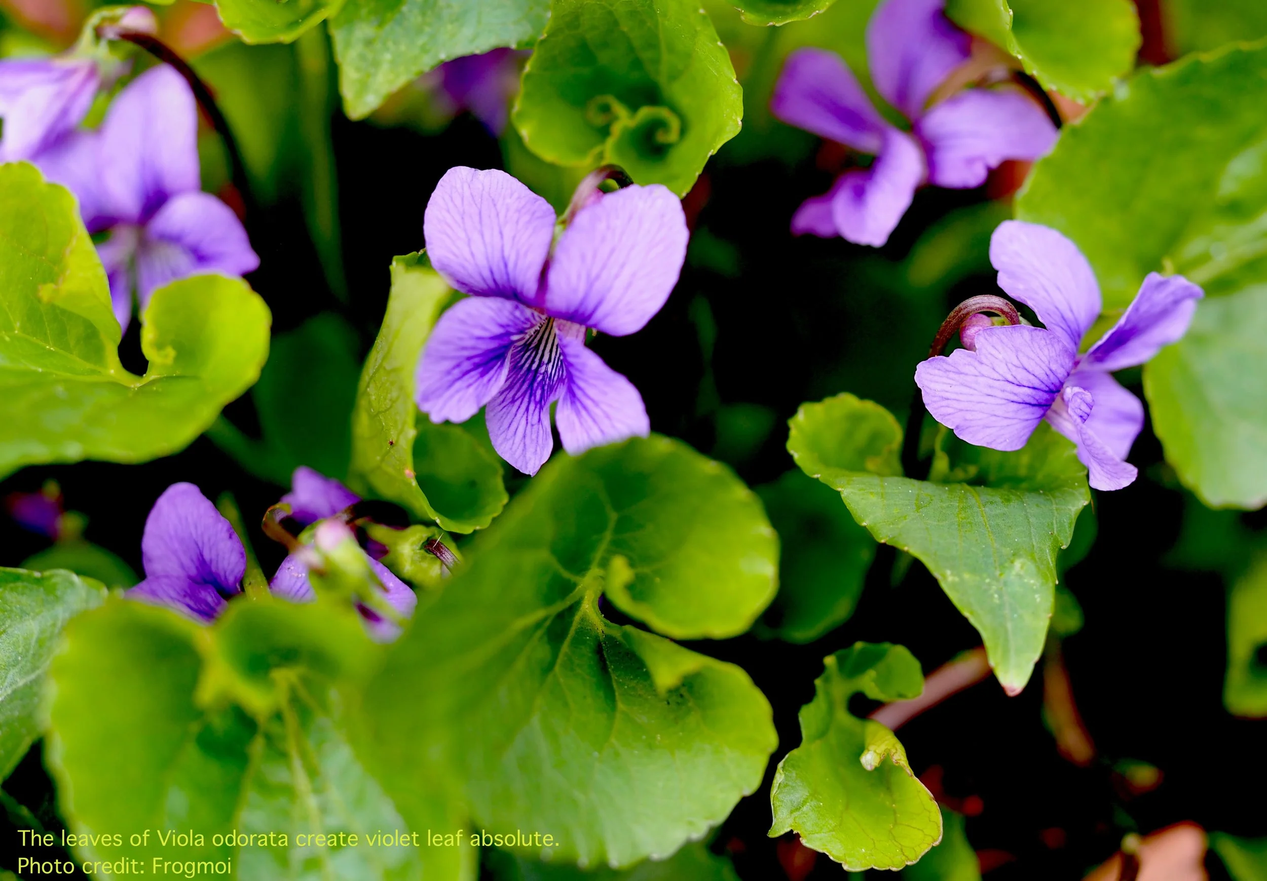 viola odorata .jpg