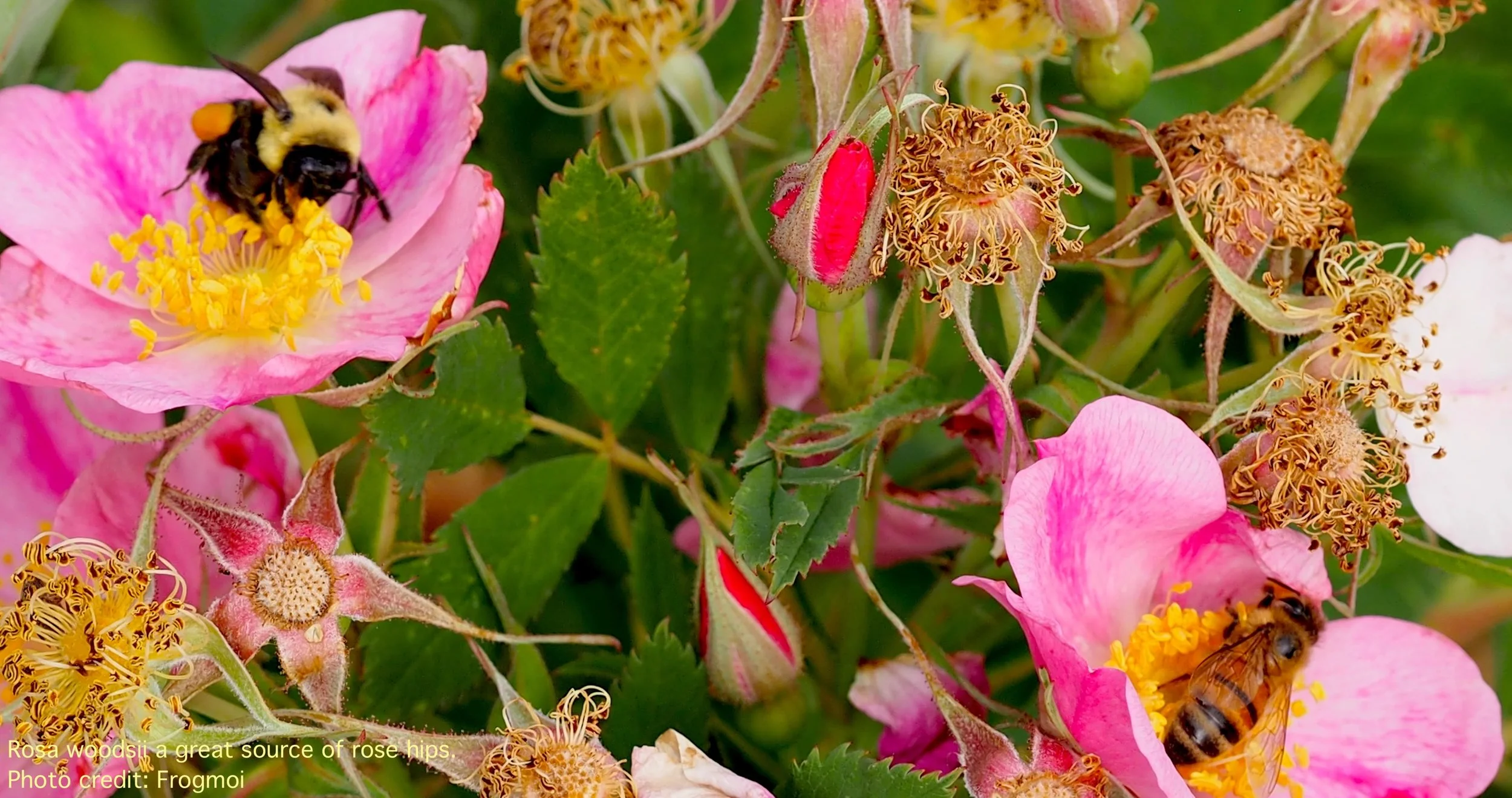 rosa woodsii three.jpg